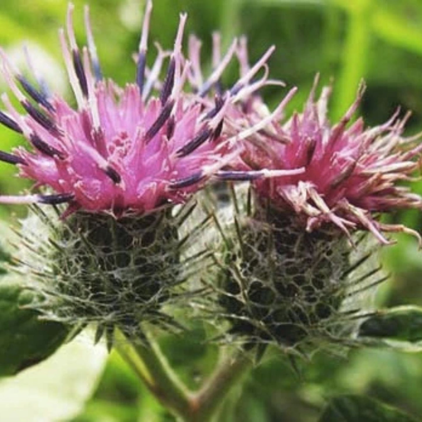 Greater Burdock Root Seeds 100+ | Arctium lappa Heirloom Medicinal Herb for Planting