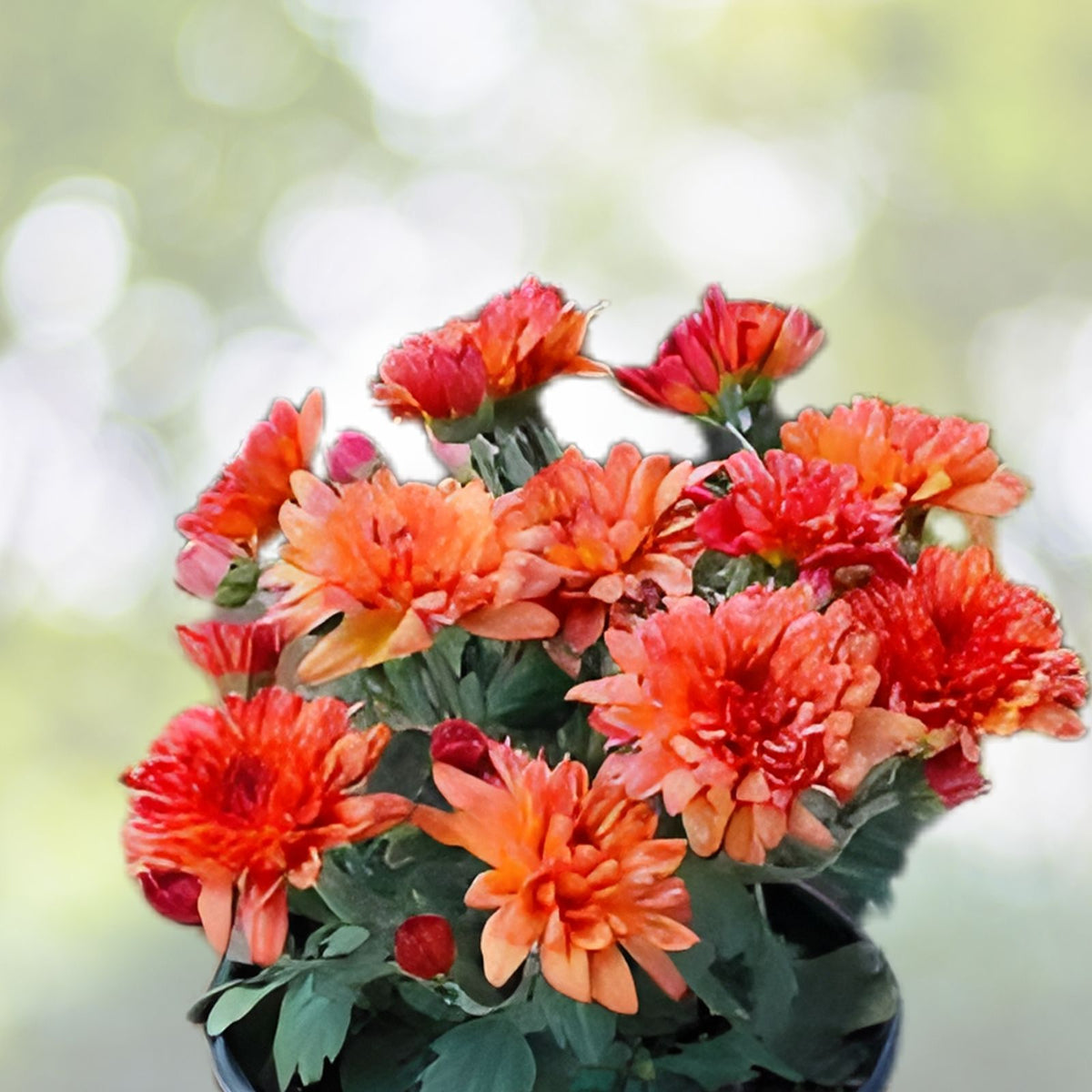 Chrysanthemum Seeds 200+ Regal Relic Annual Flower Seeds Garden Planting Chrysanthemum morifolium