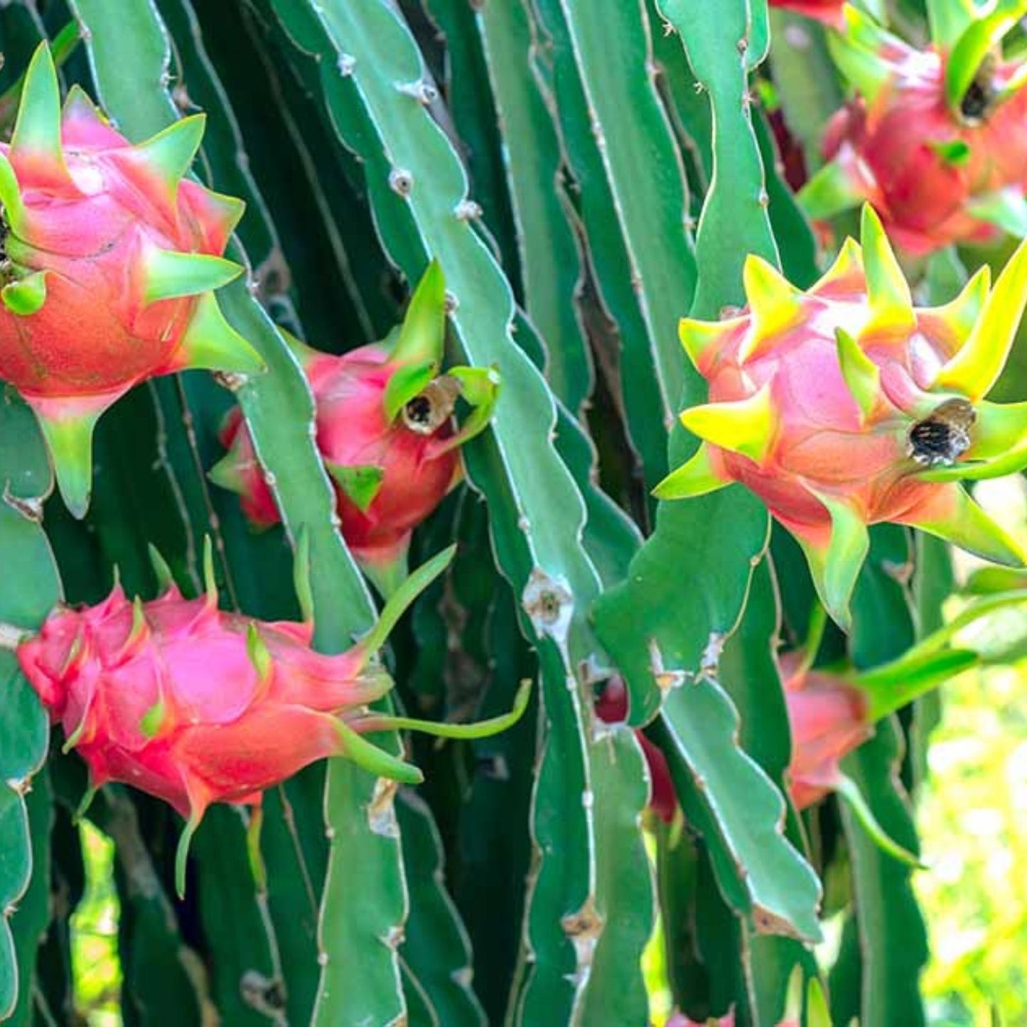 Dragon Fruit Cuttings - Sin Espinas Variety - Hylocereus undatus - Edible Fruit Plant Propagation