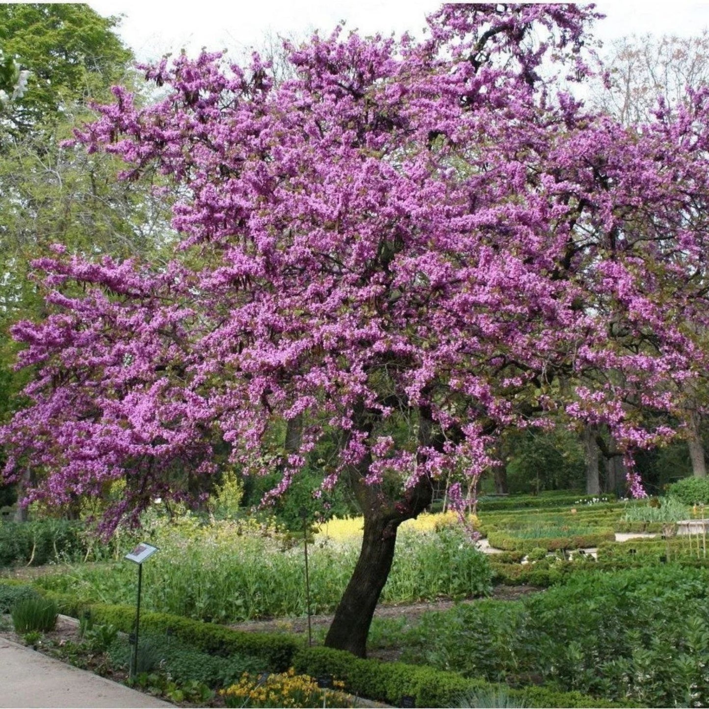 Judas Tree Seeds 20 Pack - Flowering Tree Cercis siliquastrum for Yard Garden or Bonsai Cultivation