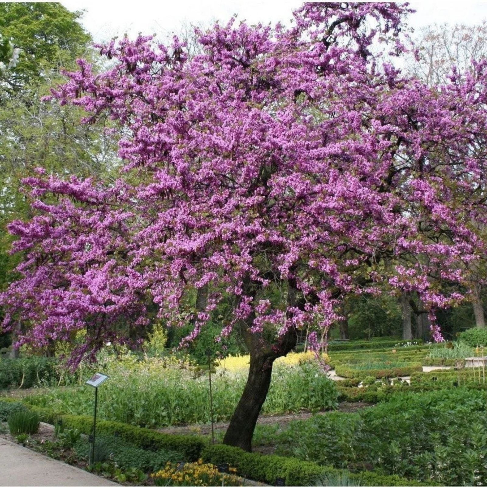 Judas Tree Seeds 20 Pack - Flowering Tree Cercis siliquastrum for Yard Garden or Bonsai Cultivation
