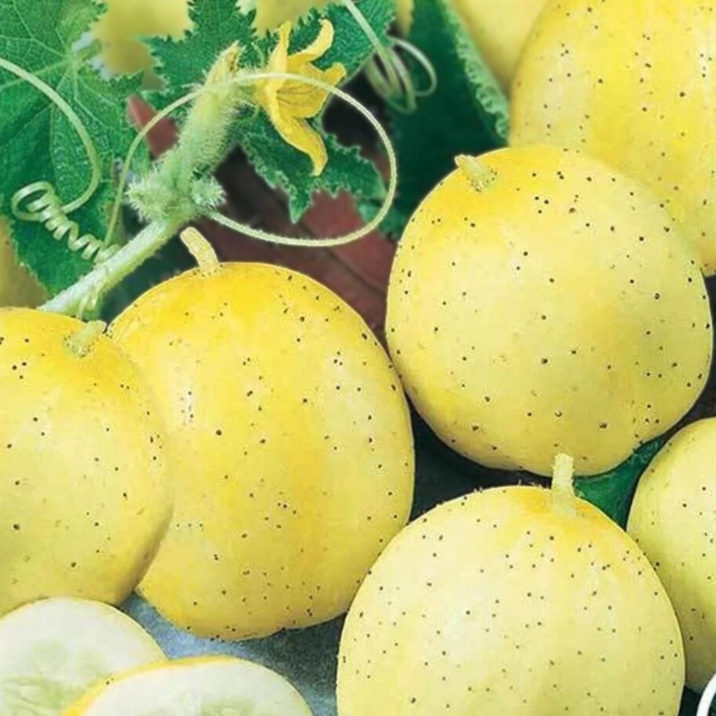 Lemon Cucumber Seeds - 100+ Heirloom Vegetable Seeds - Exotic Cucumis sativus Variety for Garden or Planting