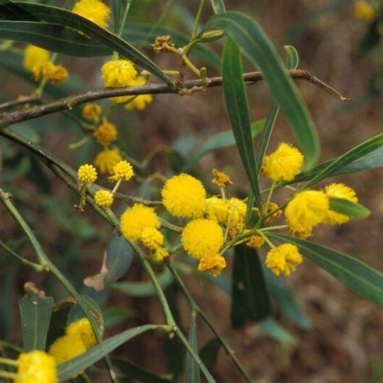 Shoestring Acacia Willow Tree Seeds – 30 Seeds – Drought Tolerant, Fast-Growing Acacia stenophylla Seeds for Landscaping