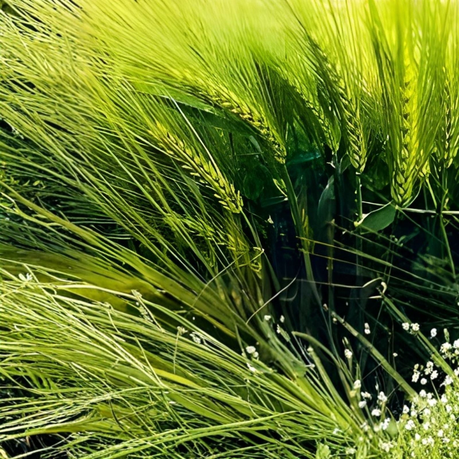 Barely Seeds Whole Barley Seed for Juicing, Malt Brewing & Beer Making | Hordeum vulgare All Natural