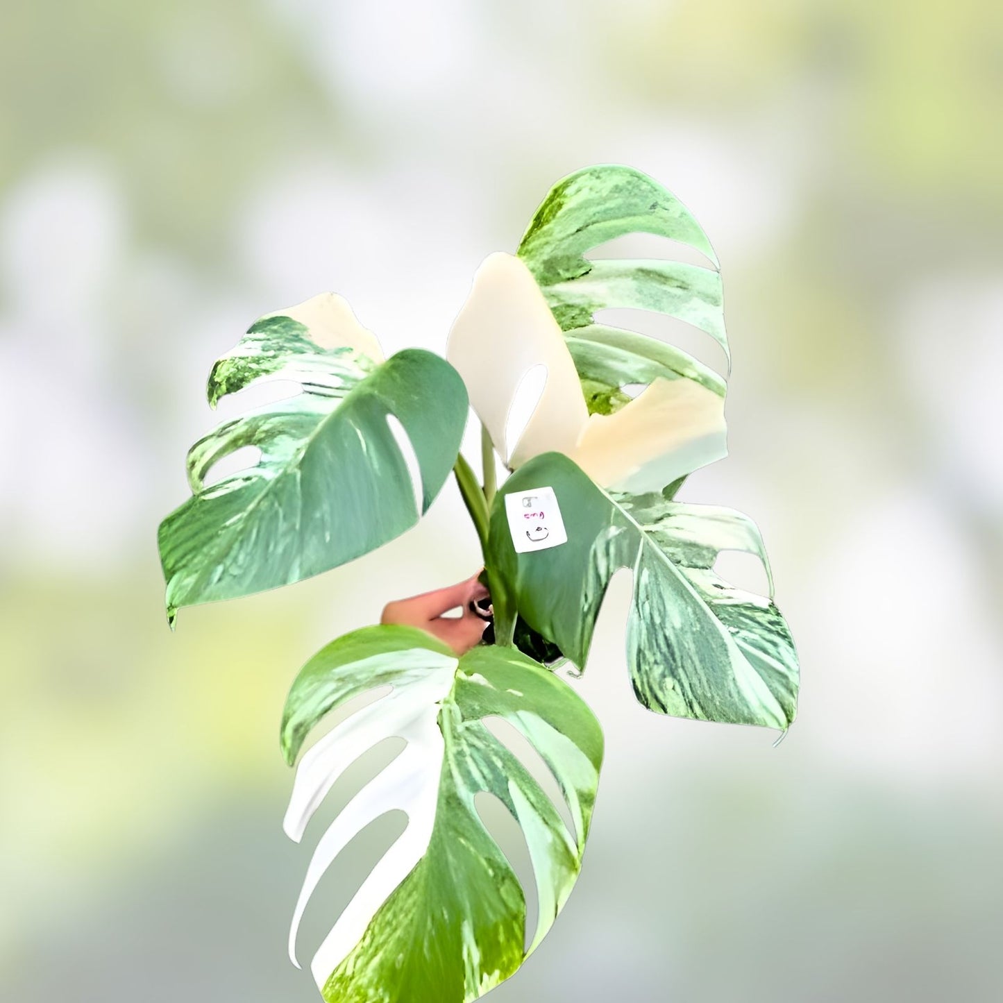Monstera Albo Rooted Top Cut Plant - Variegated Houseplant - Monstera Deliciosa Albo Variegata