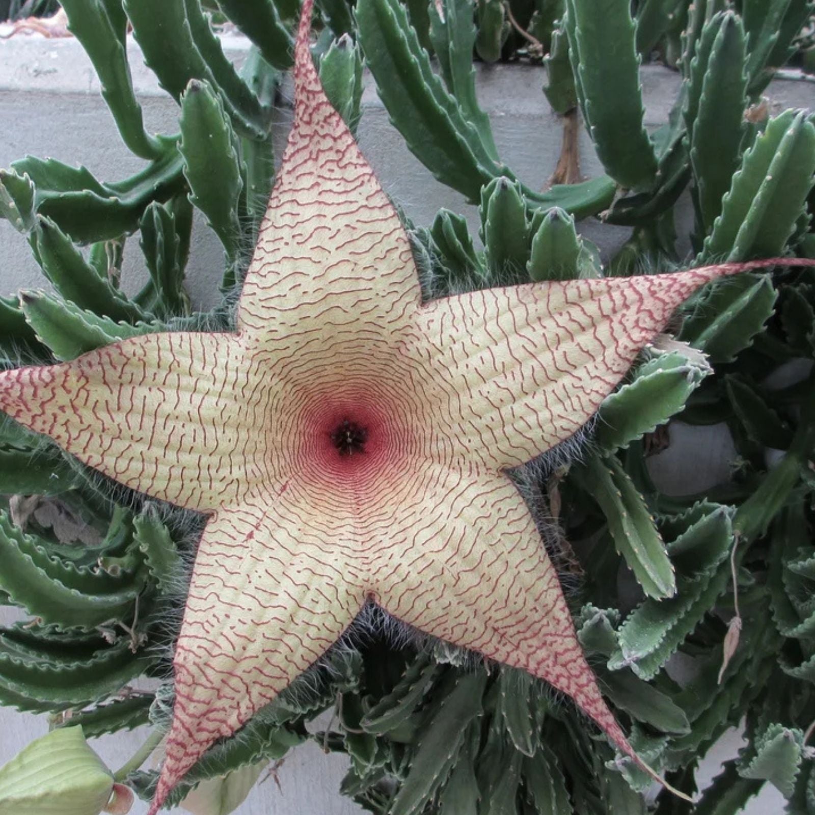 Stapelia Gigantea Cuttings | Starfish Carrion Plant Succulent | Unique Indoor Plant Decor | 12" Flowers