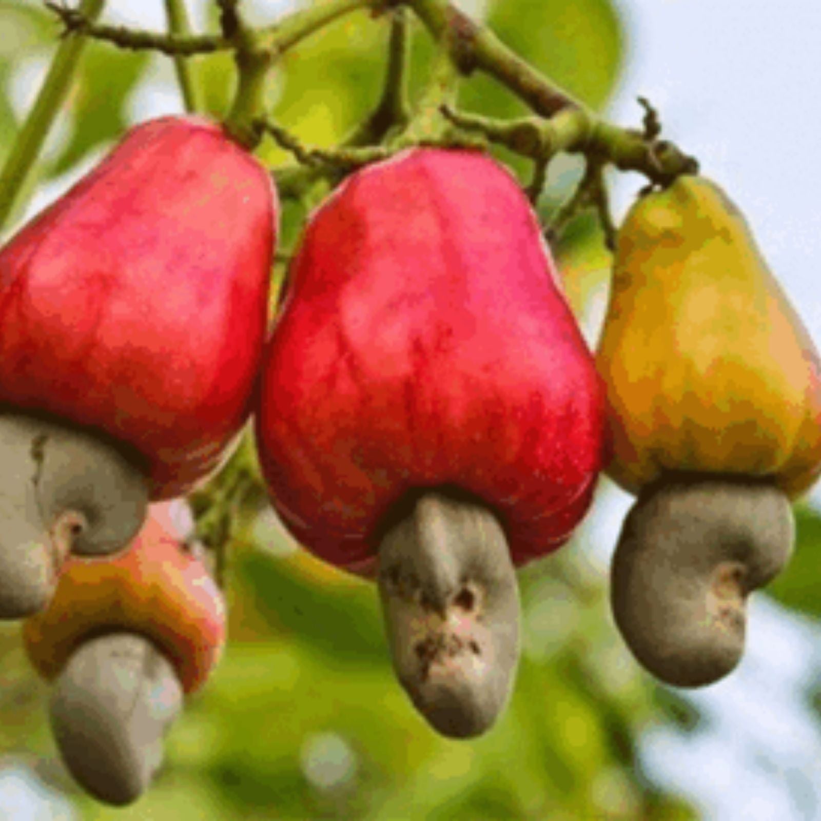 Cashew Tree Seeds for Planting, 6 Seeds - Anacardium occidentale, Tropical Fruit Nut Tree, Organic Gardening, Edible Tree Seed