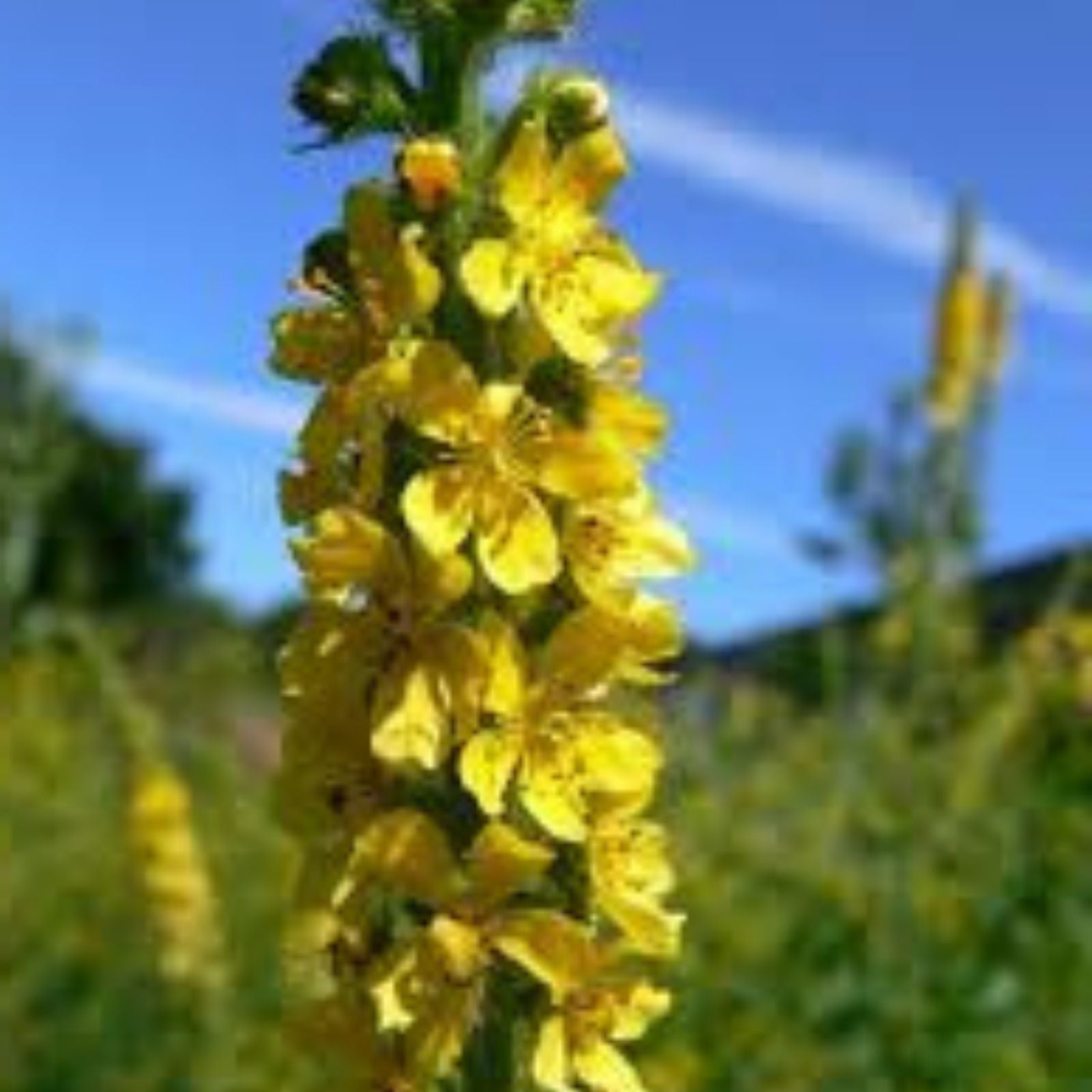 Wildflower Seeds for Planting - 100 Seeds of Church Steeples (Agrimonia eupatoria) - Native Flower Mix for Gardens