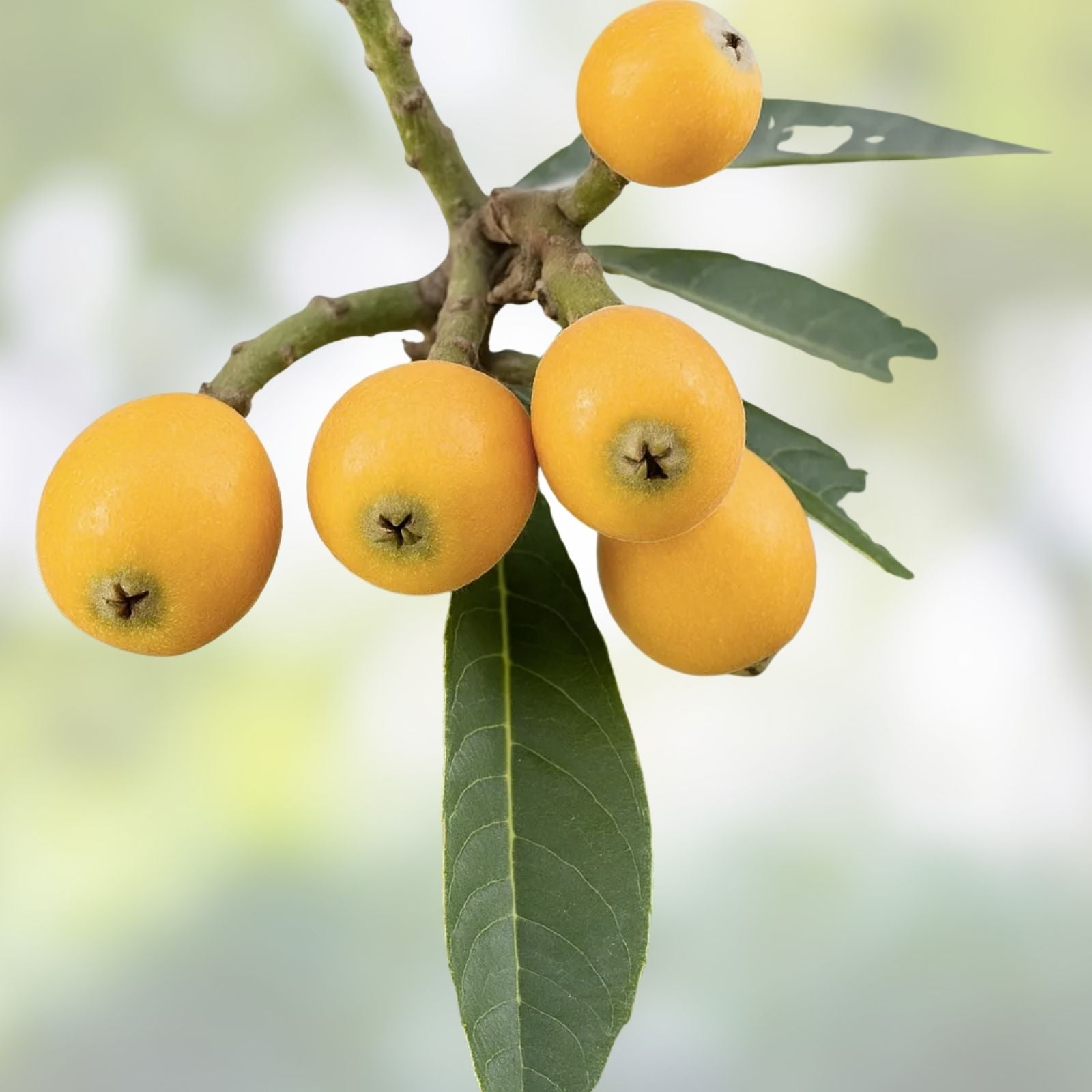 Big Jim White Loquat Scions – 3 Cuttings for Grafting, Sweet Loquat Variety, Eriobotrya japonica