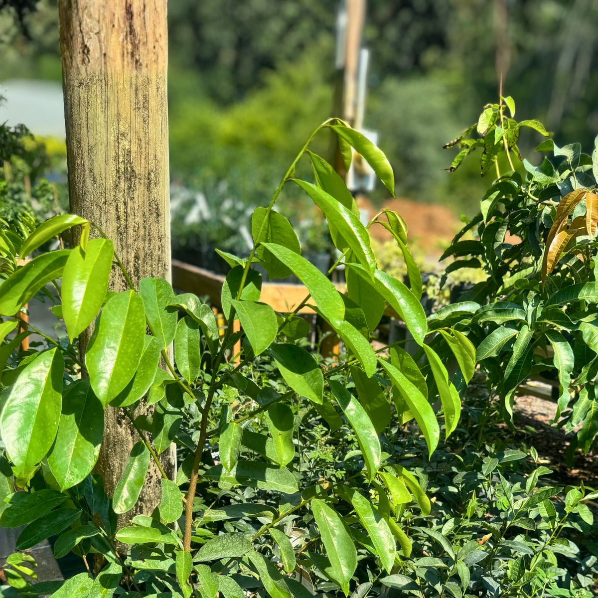 Airlayered Soursop Tree - 3 Feet Guanabana Plant - Annona muricata - Ships with Soil and Pot for Easy Planting