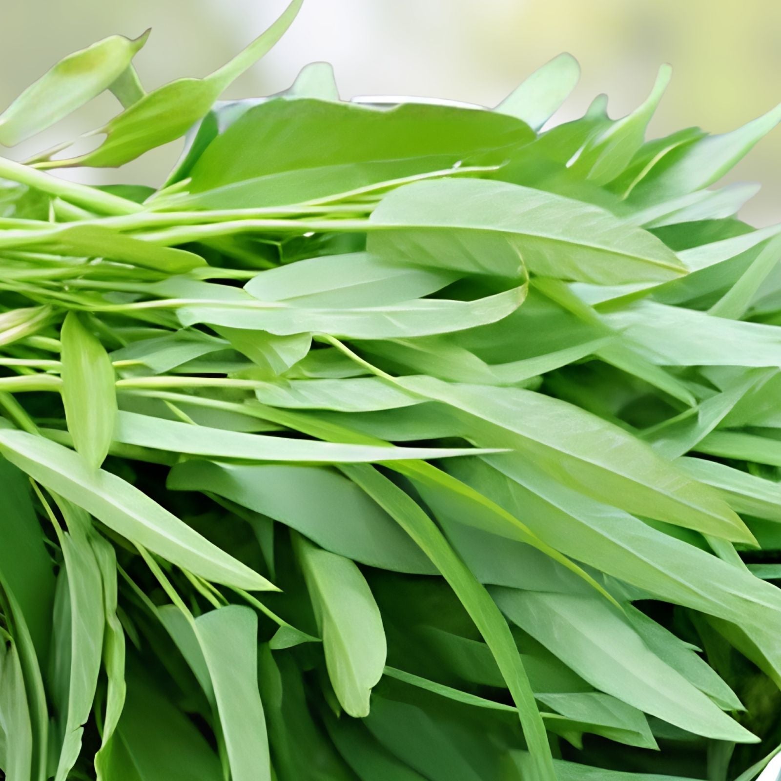 Water Spinach Seeds 100 Count – Ong Choy – Ipomoea aquatica – Organic Vegetable Gardening Seeds
