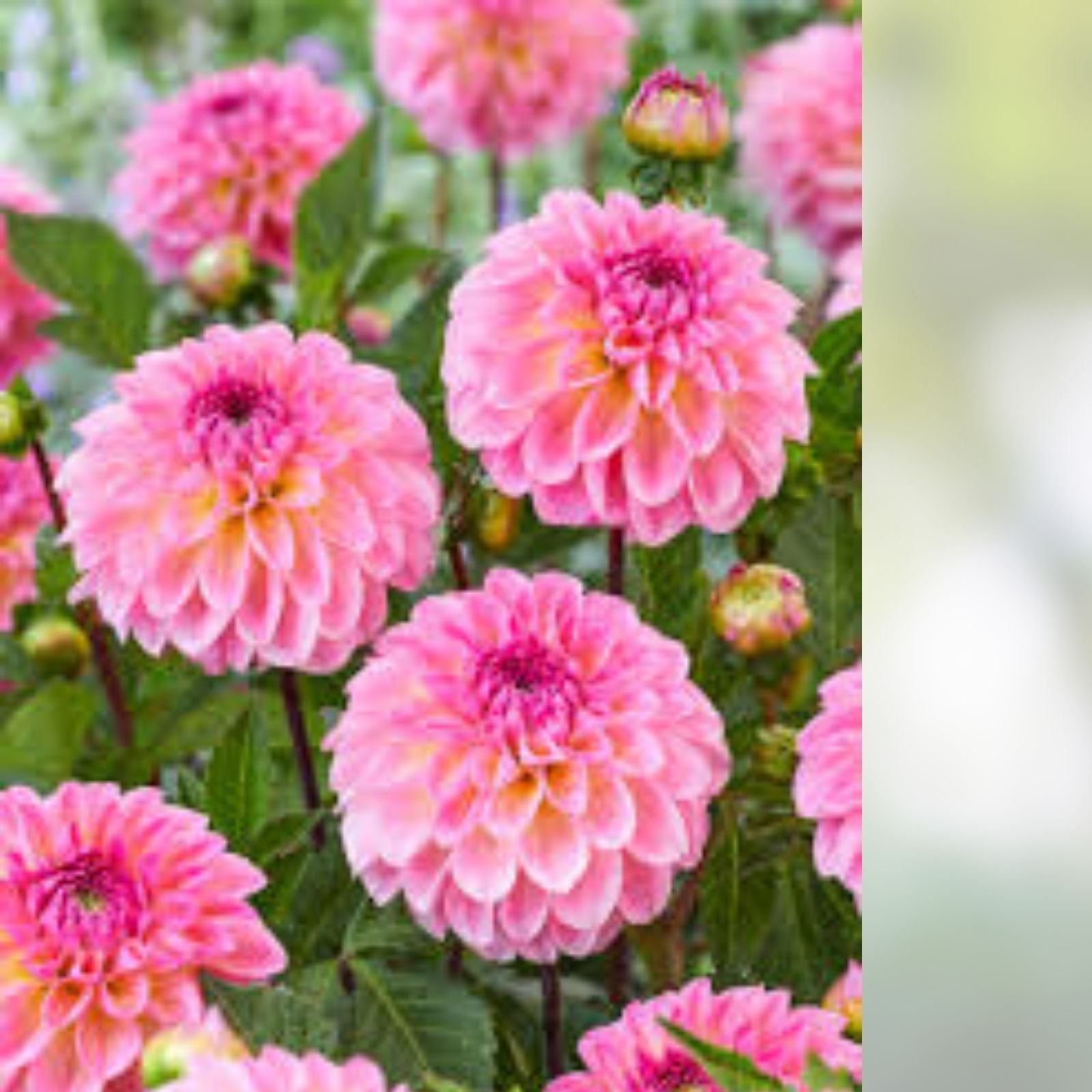 Dahlia Plant Bulb 8-10" Double Rose Pink Blooms Decorative, Deer Resistant, Full Sun, Zones 3-10