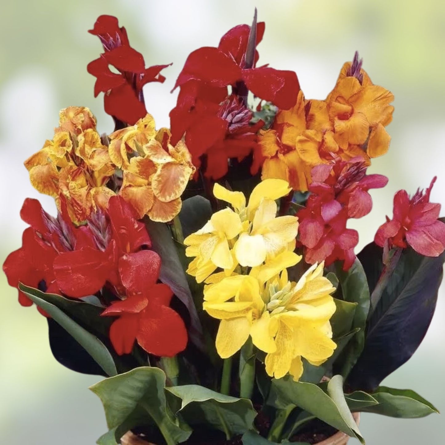 Mixed Canna Lily Bulbs 10 Pack - Colorful Varieties - Canna indica - Tropical Garden Flower Bulbs