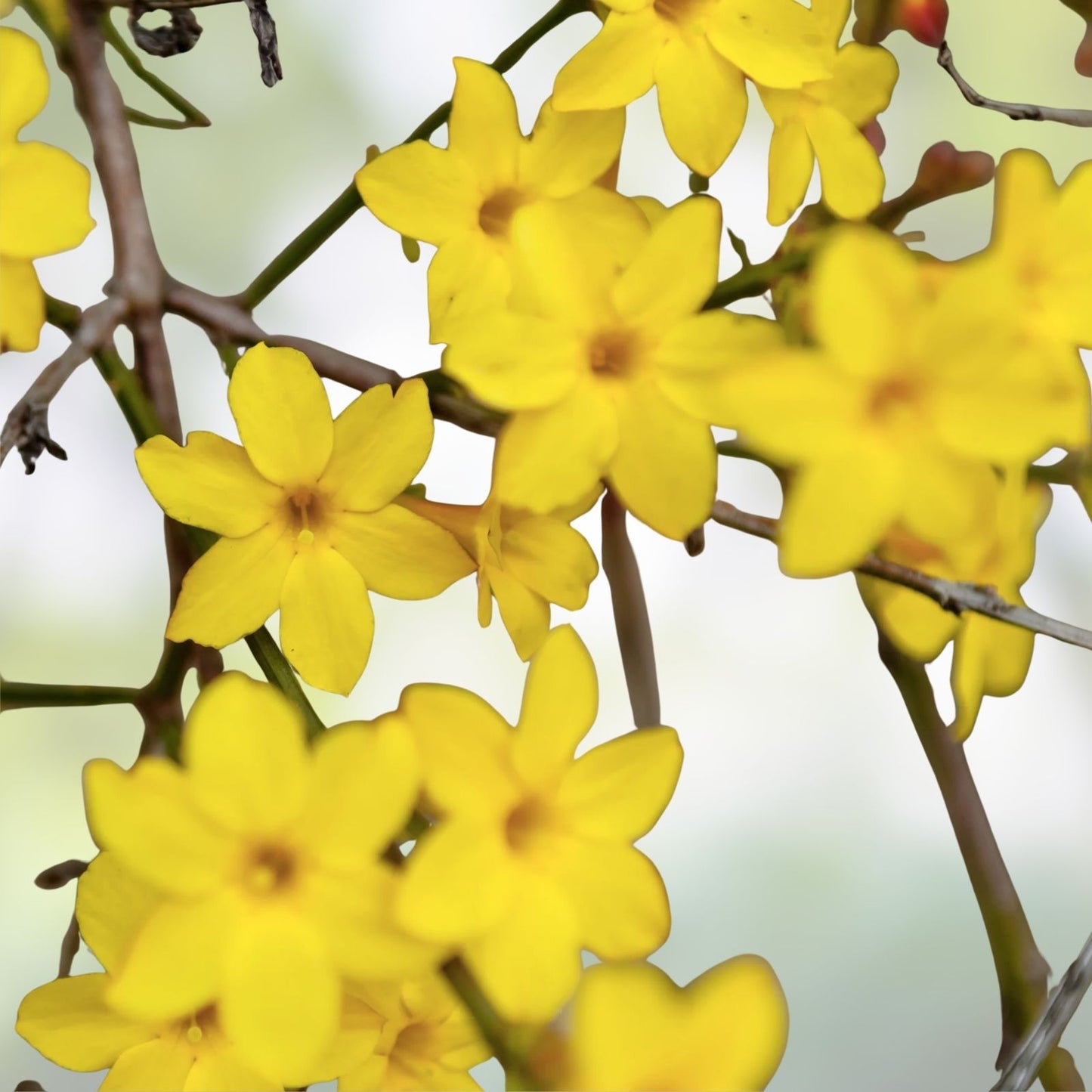 Winter Jasmine Vine Cuttings 12" Bright Yellow Flowers Jasminum nudiflorum 5 Pack for Garden or Indoor Use