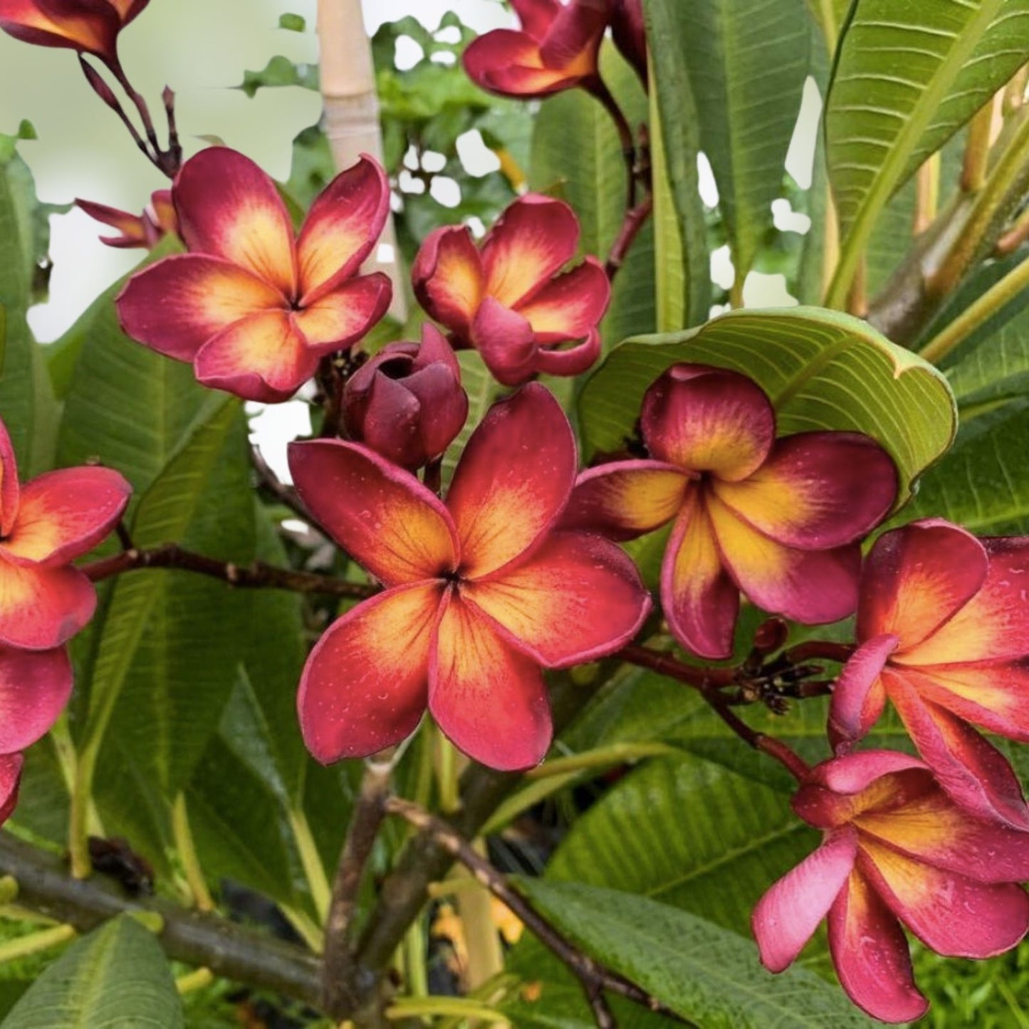 Jamaican Fire Plumeria Cutting - 3 Tip Tropical Fragrant Flower - Plumeria rubra Plant for Garden or Patio