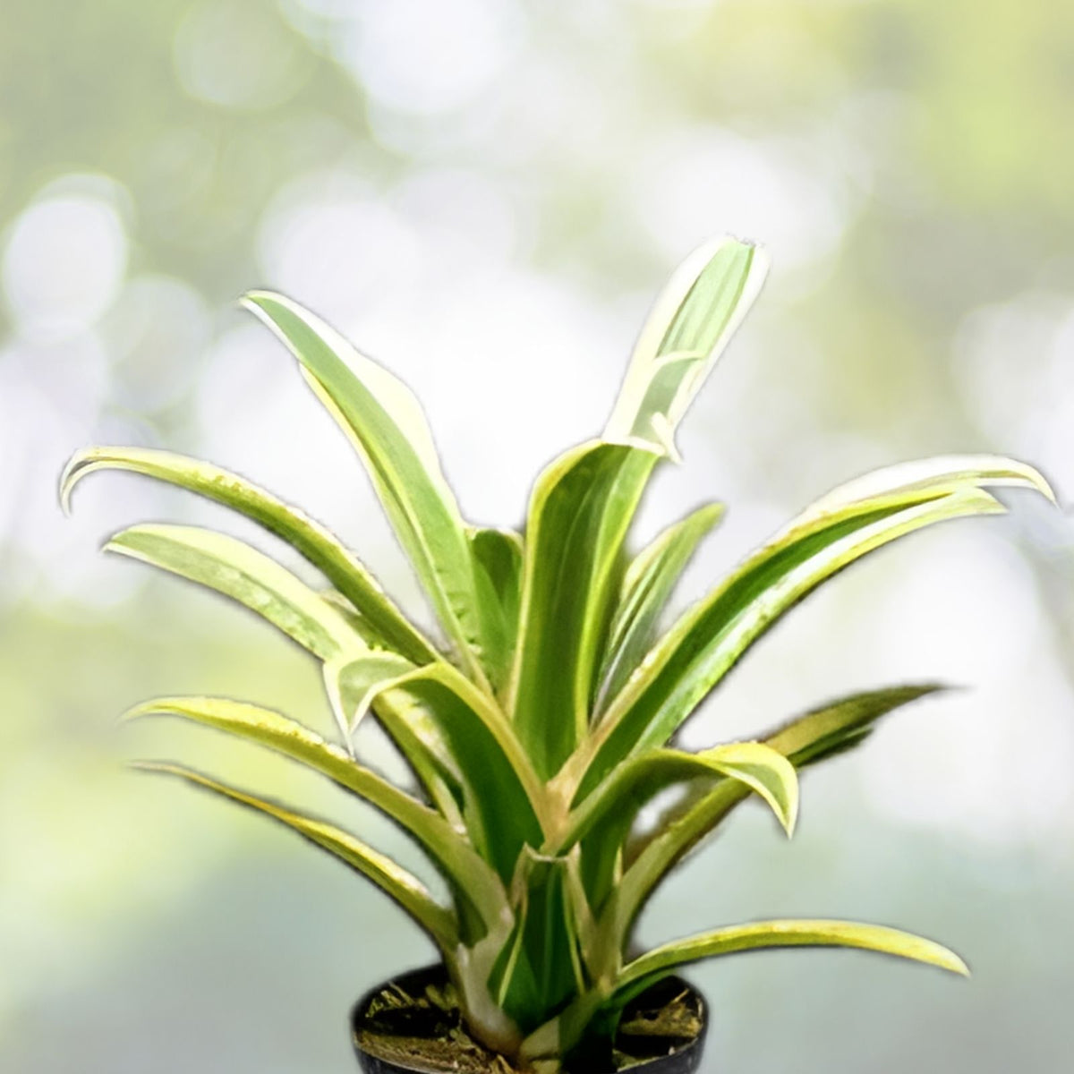 Hohenbergia Edmundoi (Albo) Plant - Rare Tropical Bromeliad - Unique Indoor Houseplant for Collectors - Perfect for Indoor Gardens