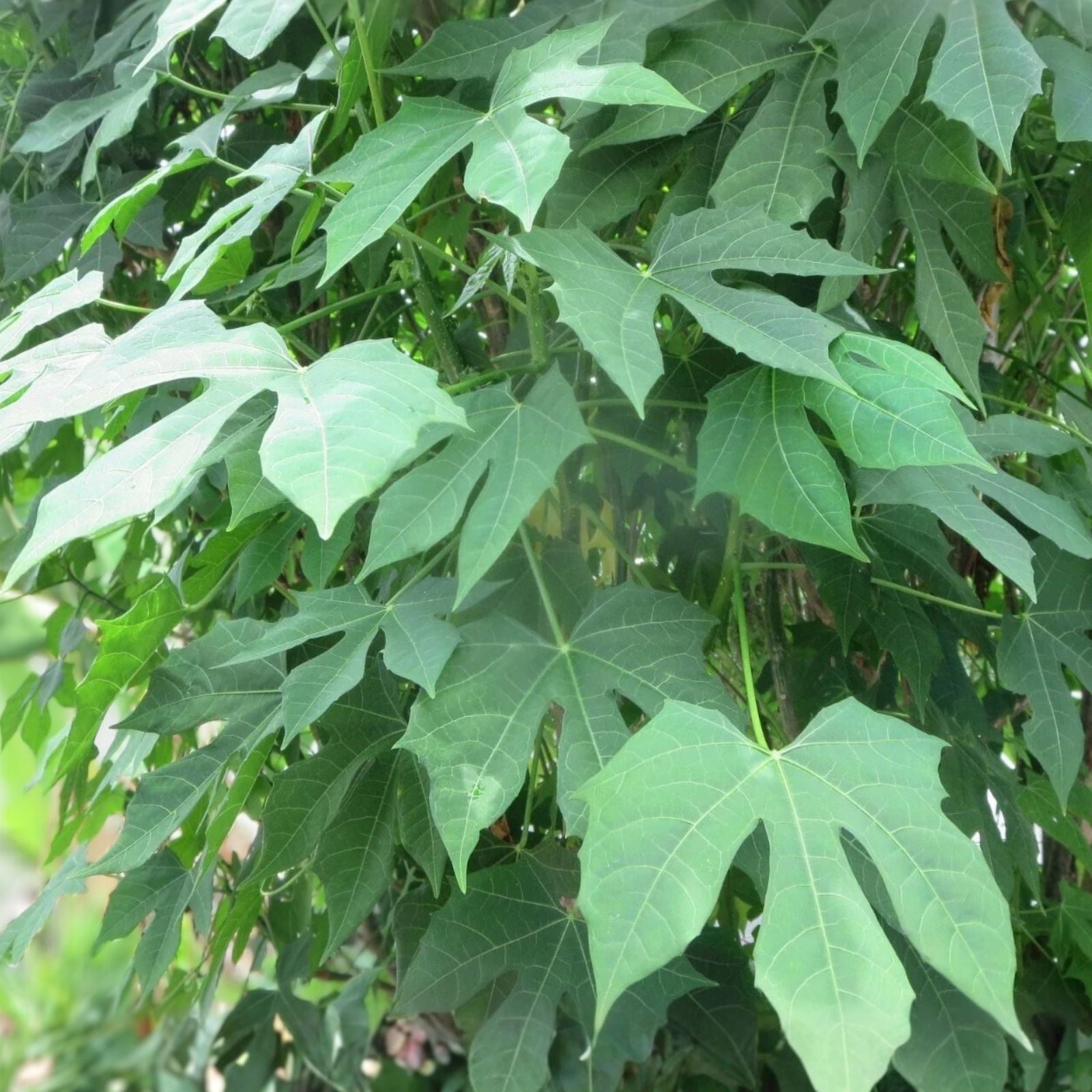 Maple Leaf Chaya Cuttings 7 Pieces Organic Edible Plant Cnidoscolus chayamansa Non-Sting Vegetables