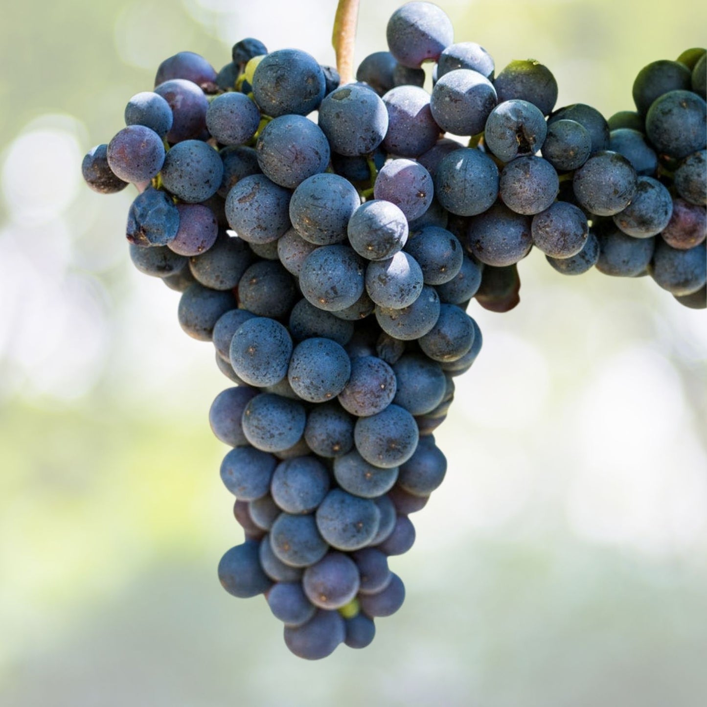 Organic Riverbank Grape Seeds - 10 Pack - Vitis riparia - Non-GMO, Heirloom, Free Shipping