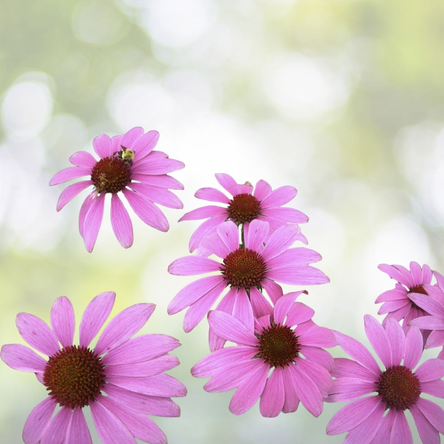 Organic Tennessee Coneflower Seeds - Echinacea tennesseensis - 10+ Premium Seeds - Free Shipping