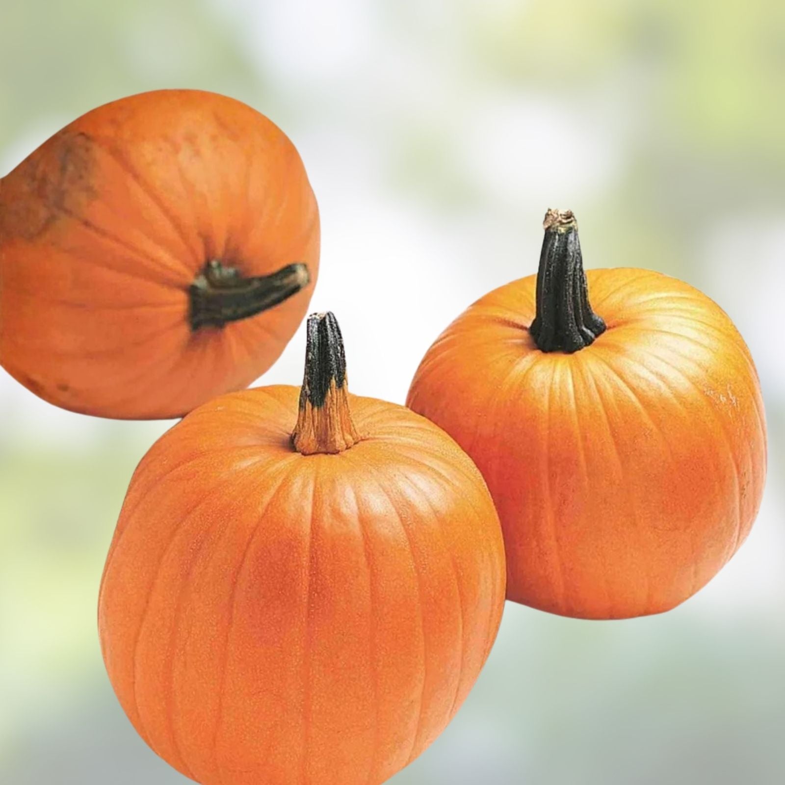 Jack O'Lantern Pumpkin Seeds - 10 Organic Seeds - USA Grown - Cucurbita pepo - Halloween Decor & Cooking Seeds