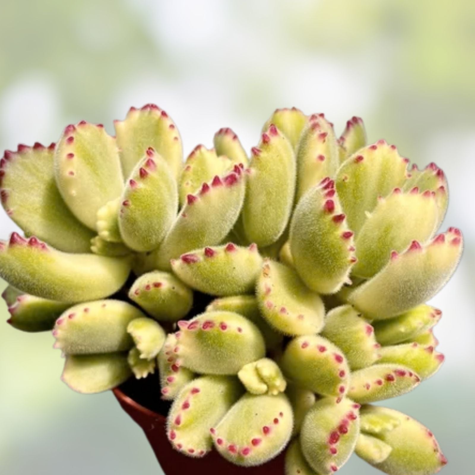 2" Variegated Cotyledon tomentosa Bear's Paw Succulent - Rare Live Plant Cutting