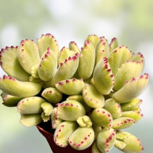 2" Variegated Cotyledon tomentosa Bear's Paw Succulent - Rare Live Plant Cutting