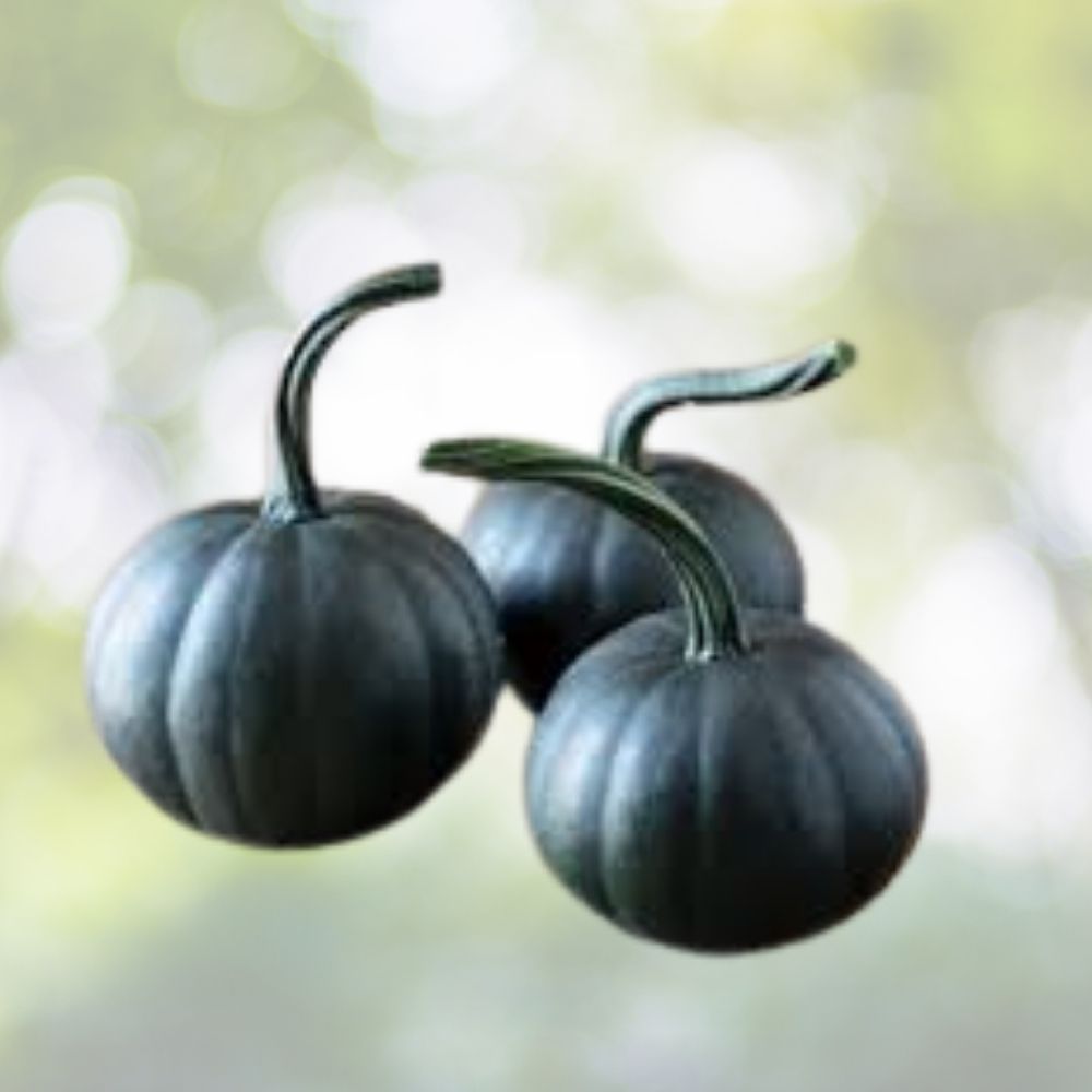 Dark Night Pumpkin Seeds 10 Organic Heirloom Seeds Cucurbita pepo USA Grown