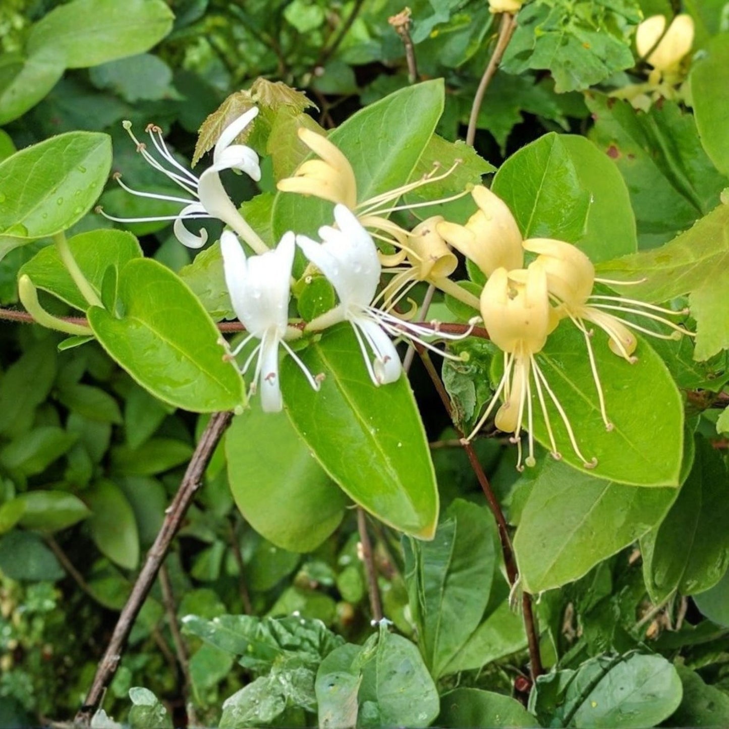 Japanese Honeysuckle Vine - 2 Live Rooted Plants - Fragrant Blooms - Heirloom Lonicera japonica - Fast Growing Climbing Plant