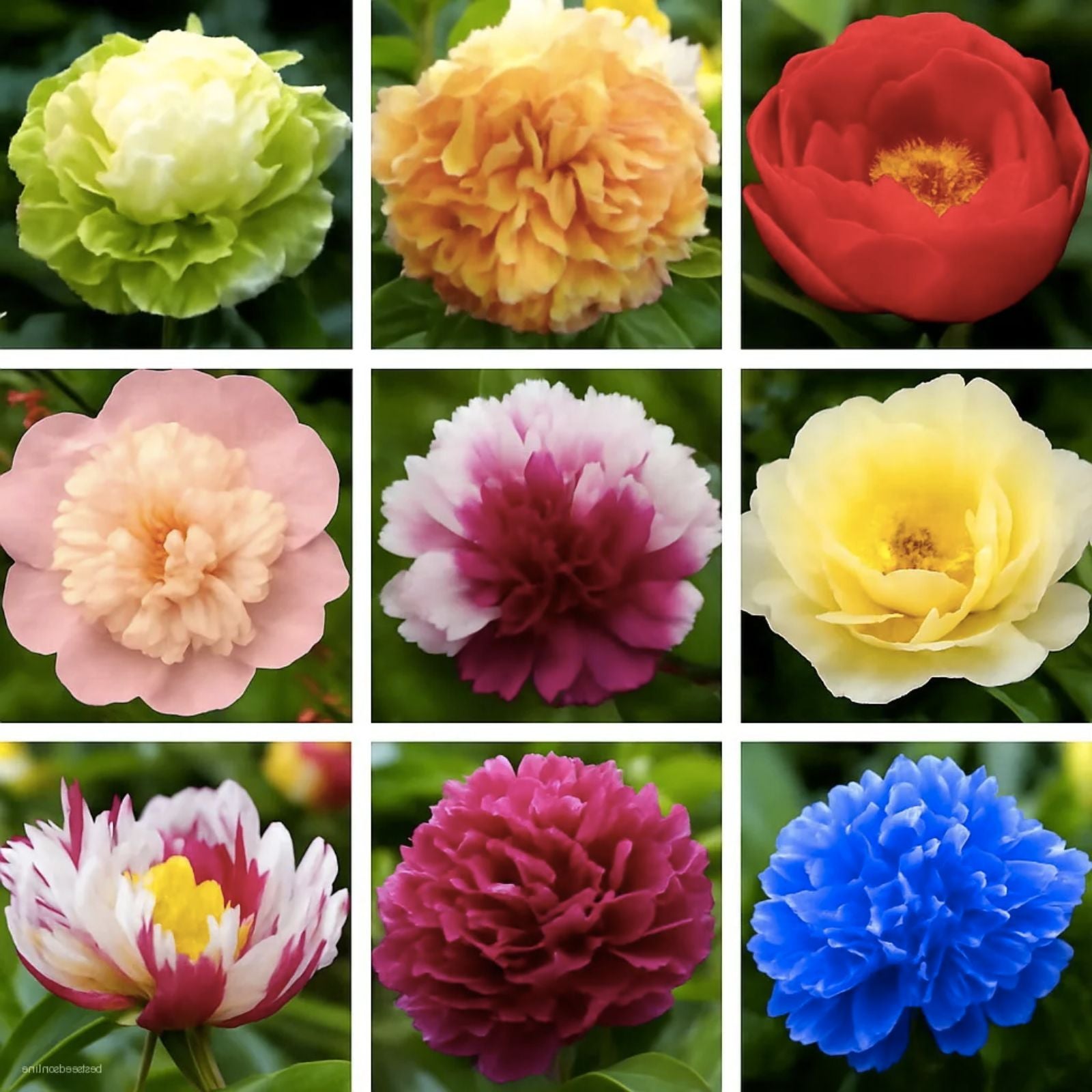 Peony Seeds 15 Pack - Mixed Colors for Garden, Bonsai & Container - Paeonia spp.