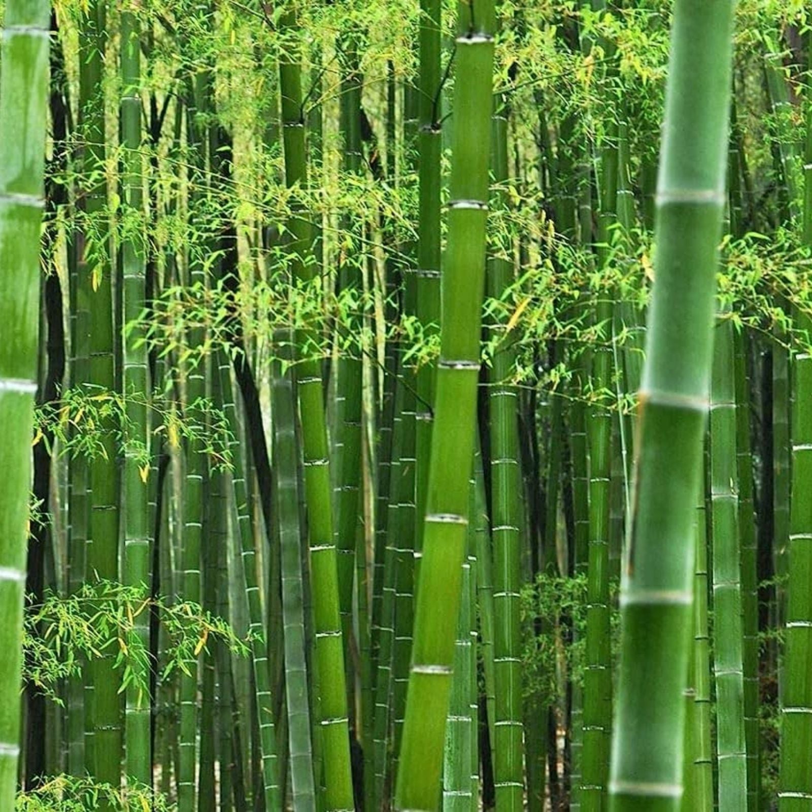 Giant Timber Bamboo Seeds 100 Pack | Fast Growing Exotic Plant | Phyllostachys bambusoides | Bamboo Seeds for Gardening