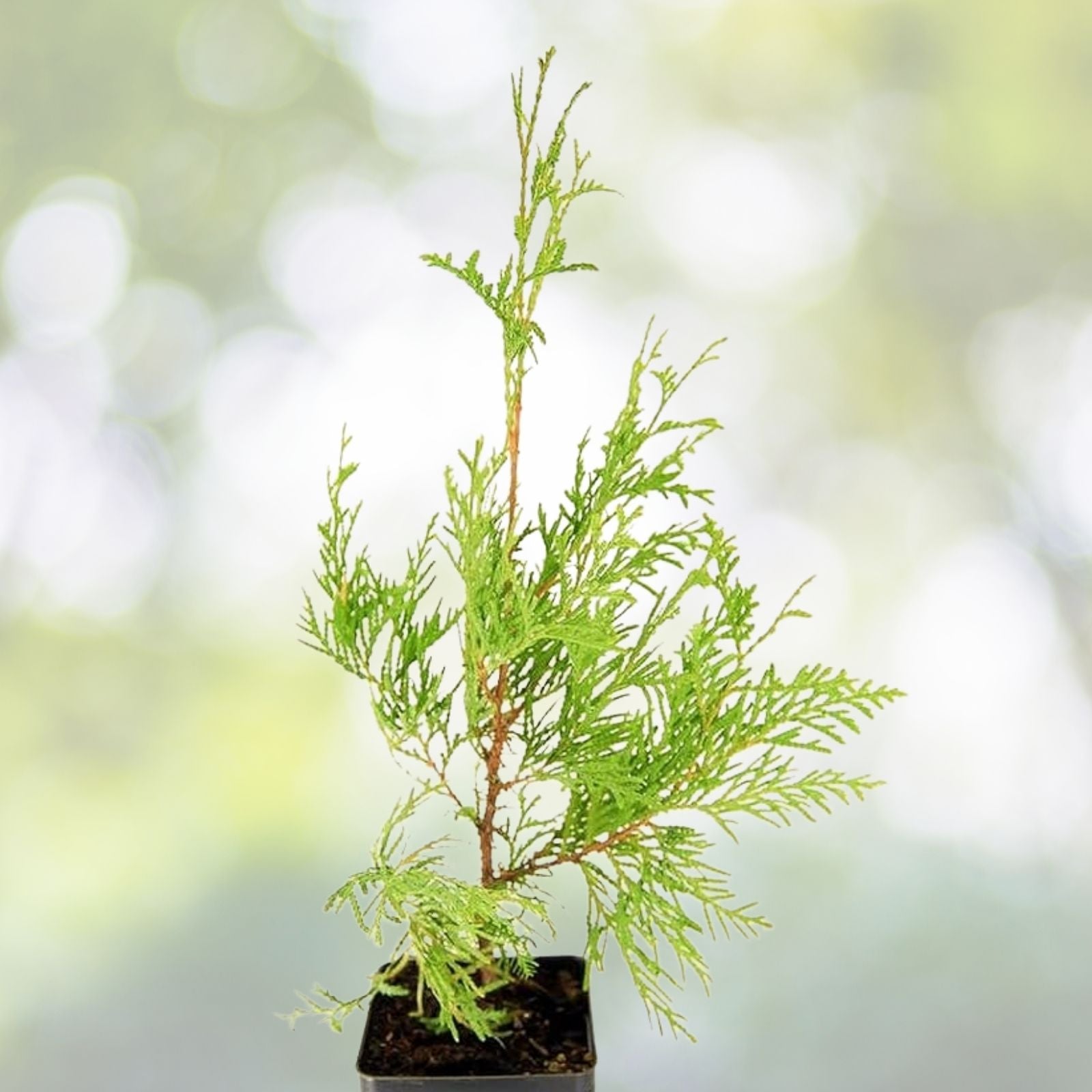 White Cedar Seeds - 50 Count - Thuja occidentalis - Hardy Evergreen Tree Seeds