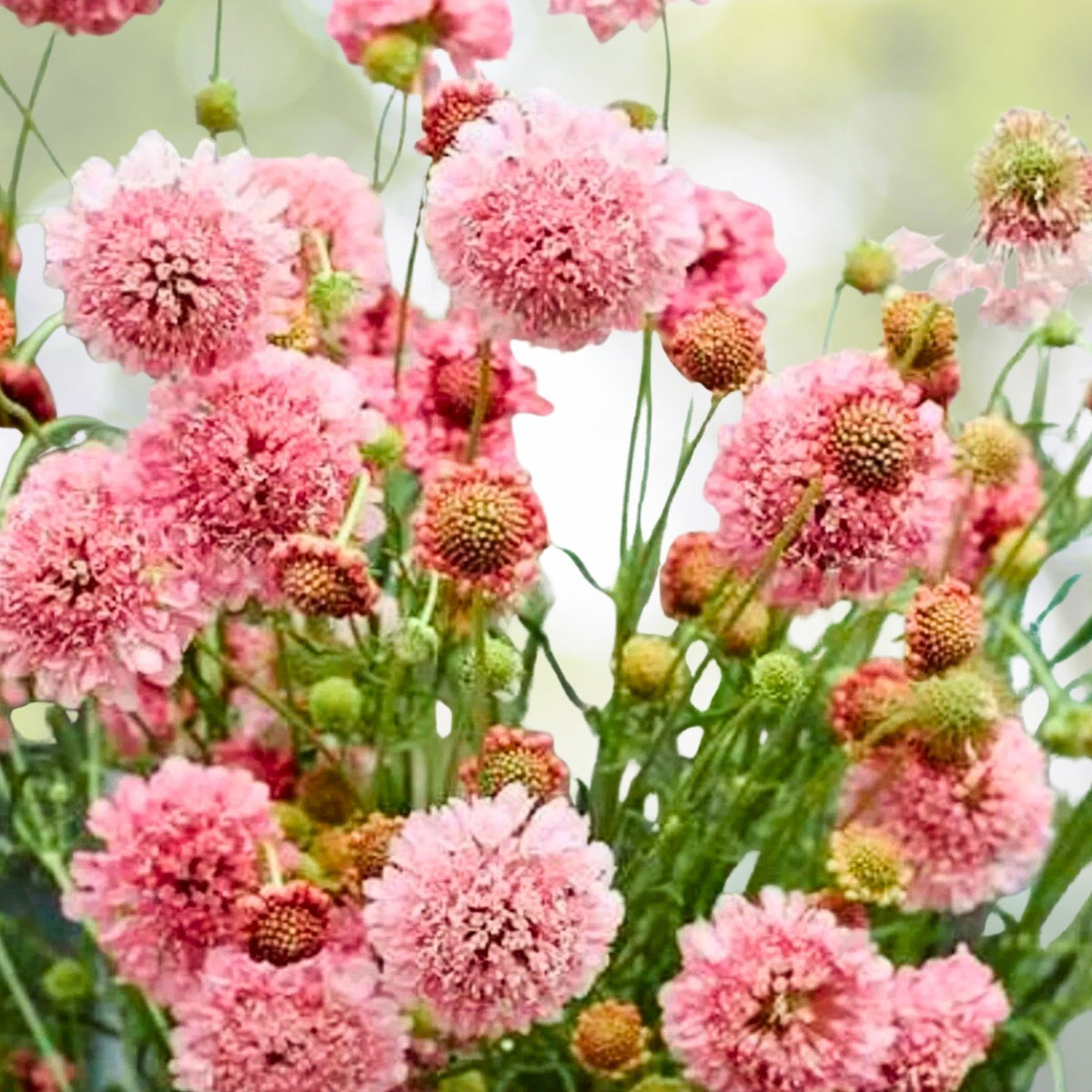 Salmon Rose Scabiosa Seeds 75+ Annual Flower Seeds Mum Flower Scabiosa atropurpurea