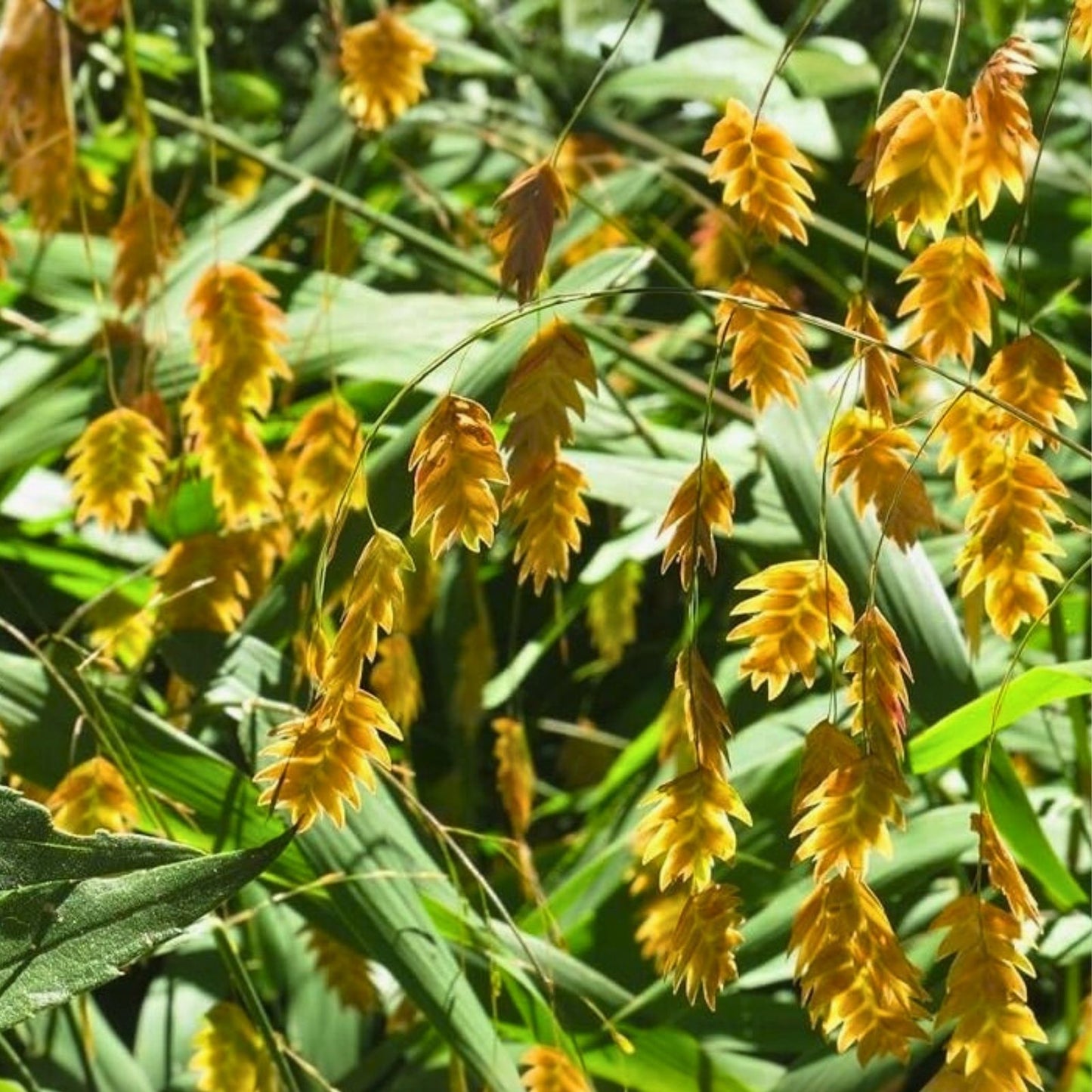 Northern Sea Oats Live Plants - Ornamental Grass 5 Pack - Chasmanthium latifolium - Rare Landscape Grass