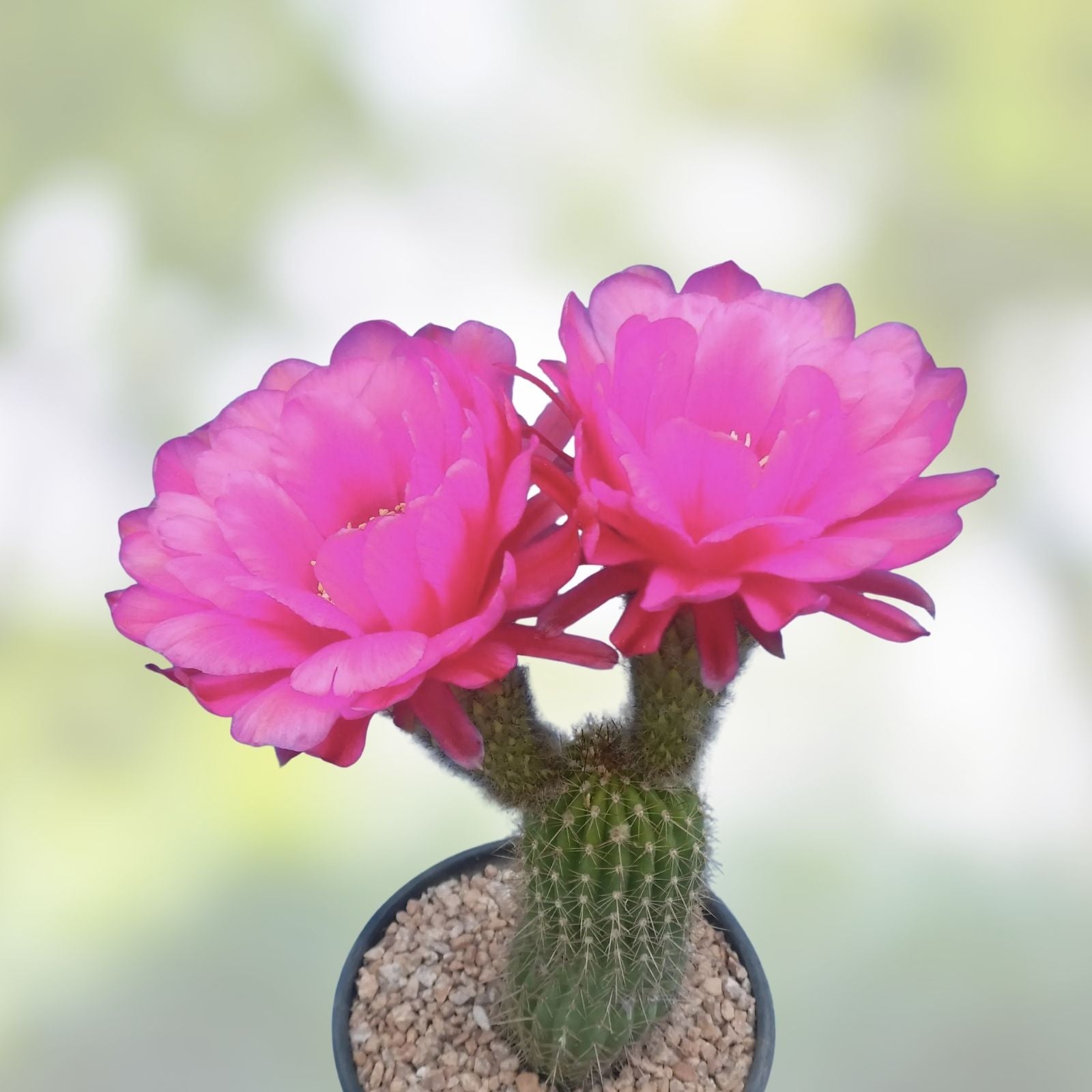 Echinopsis 'Gary Brandfeller' Hybrid Lavender Cactus 5" Pot with 1 Pup – Unique Succulent for Cactus Enthusiasts