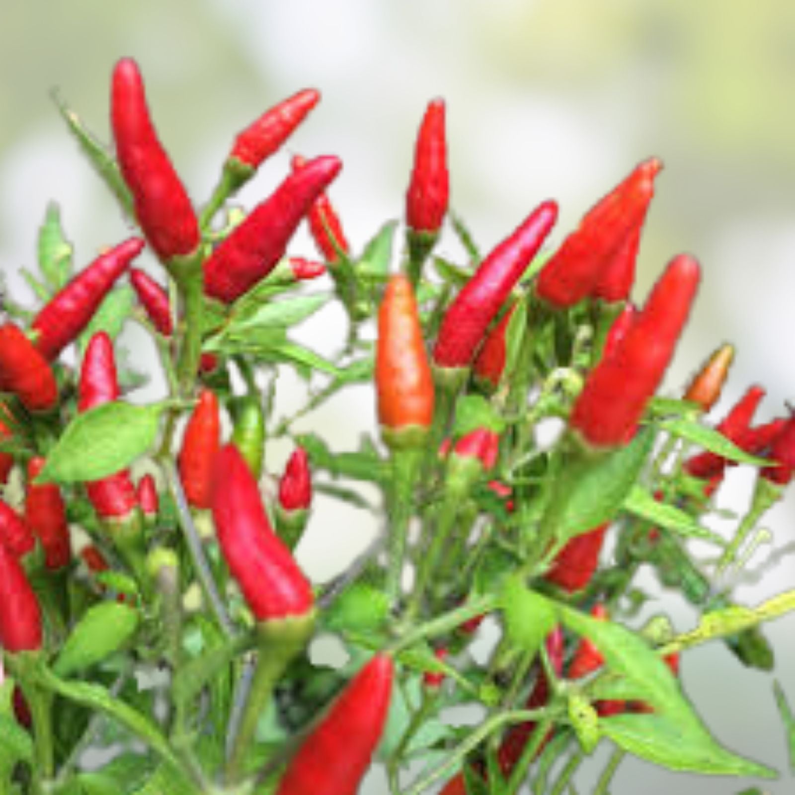 Thai Hot Pepper Seeds - 20 Heirloom Capsicum annuum - Extremely Hot Ornamental Patio Plants for Spicy Culinary Use