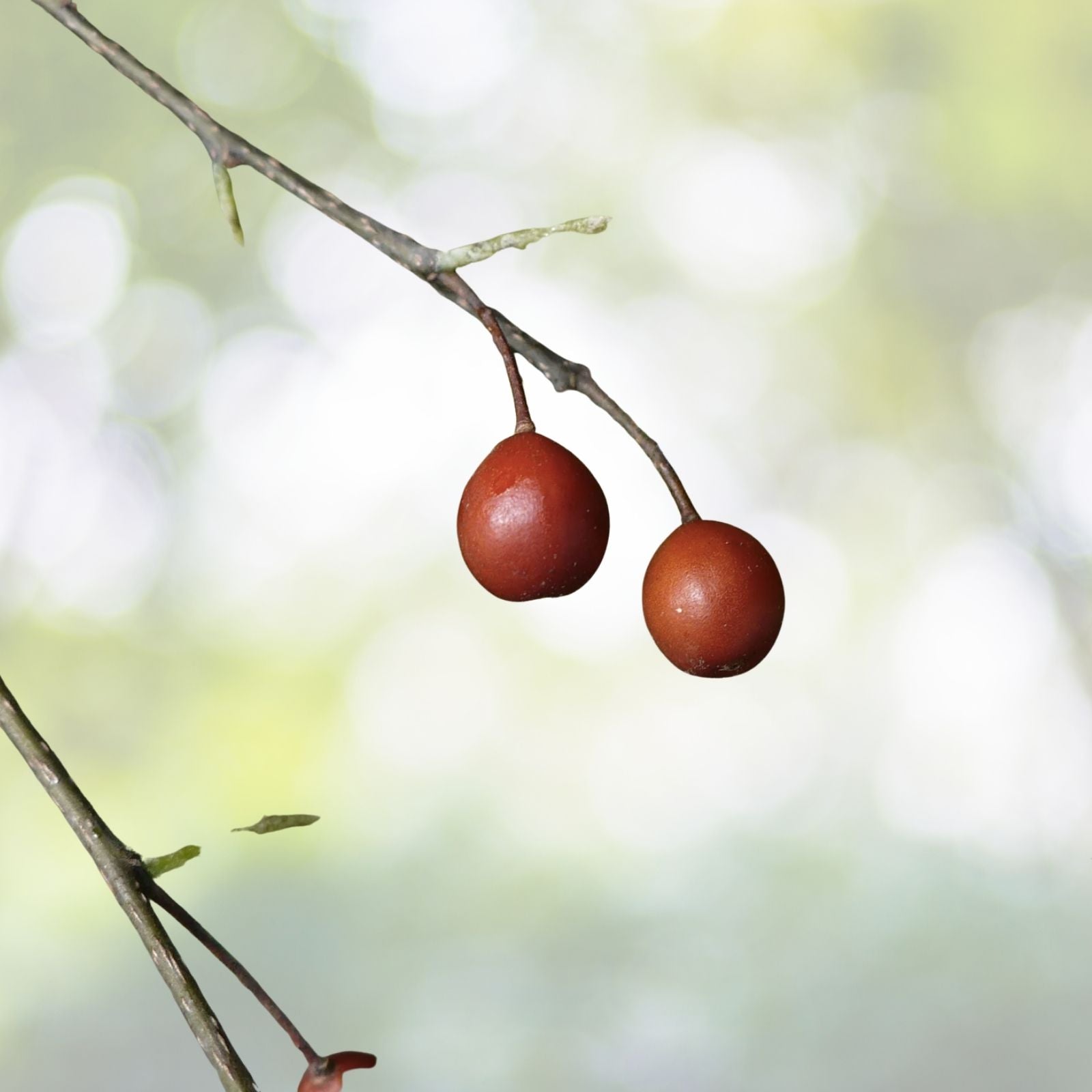Sugarberry Tree Seeds - 10 Pack - Celtis laevigata - First Year Fruit - Free Shipping