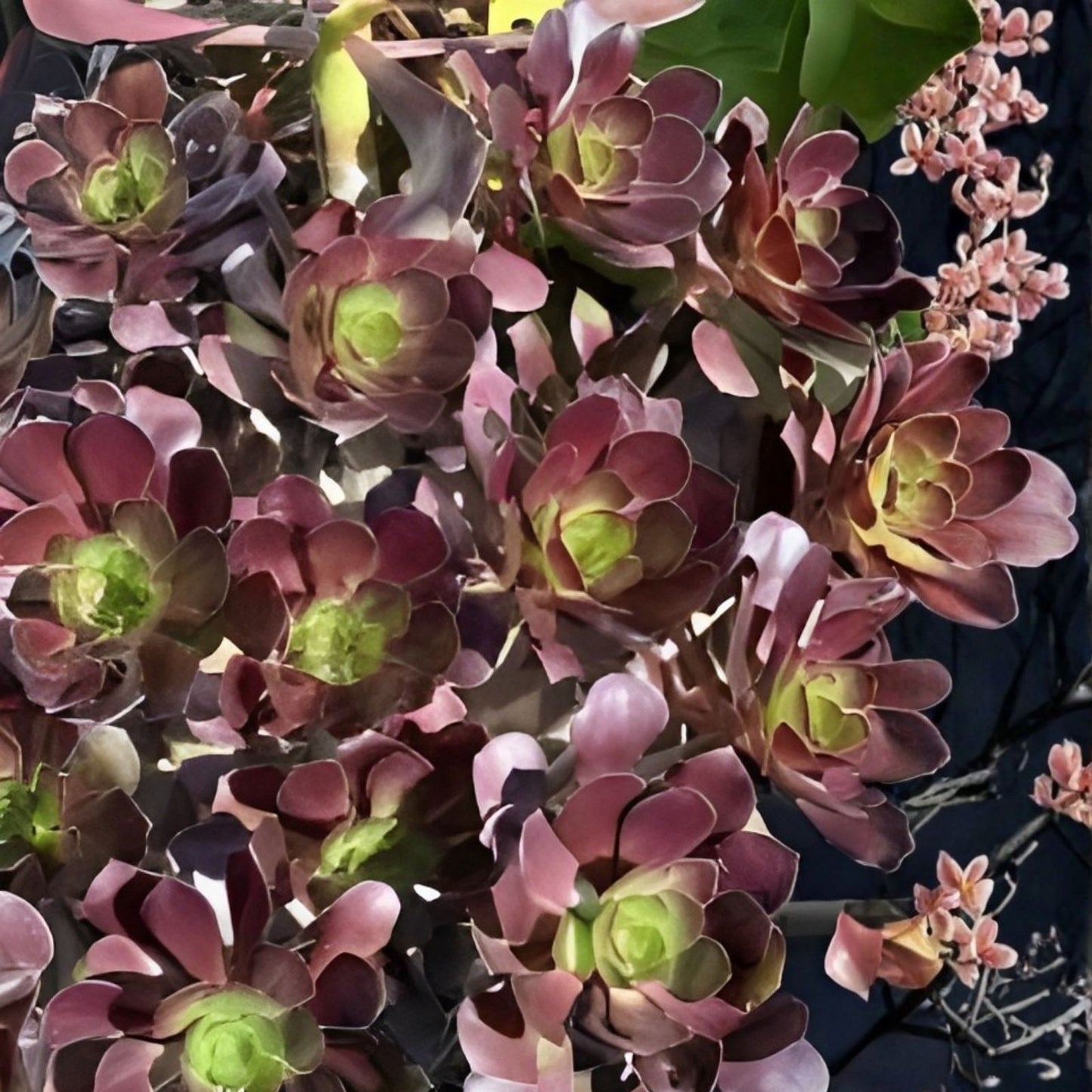 Aeonium Voodoo Cutting 4-inch Rare Limited Succulent Dark Purple Color Unique Plant for Collectors