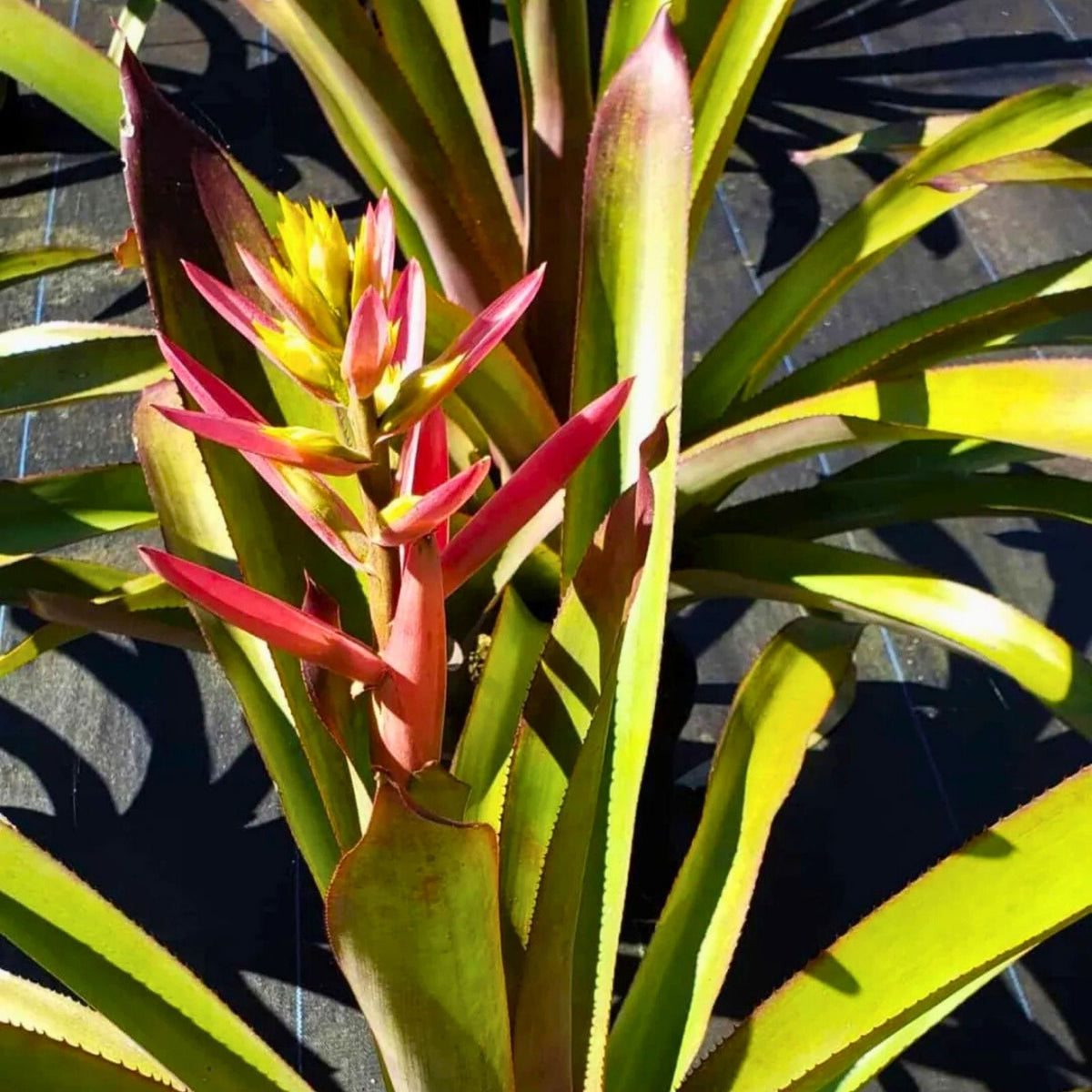 Tropical Bromeliad Plant 9" Pot Aechmea Aquilega Hardy Indoor/Outdoor Houseplant Aechmea aquilega