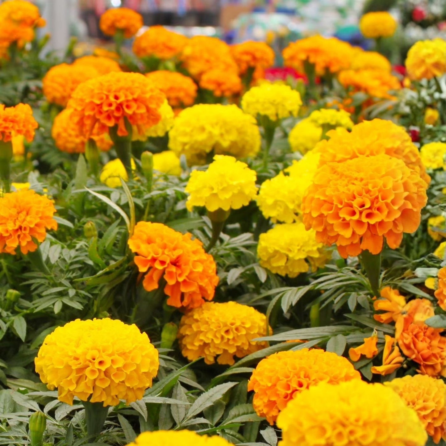 Oriental Marigold Flower Seeds 50 Count - Vibrant Orange Tagetes erecta Garden Planting Supplies