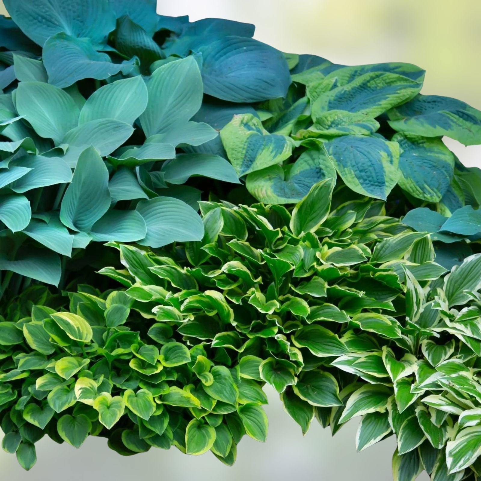 Mixed Color Hosta Plant Roots 10 Count Growers Blend Perennial Shade Plants Hosta spp.