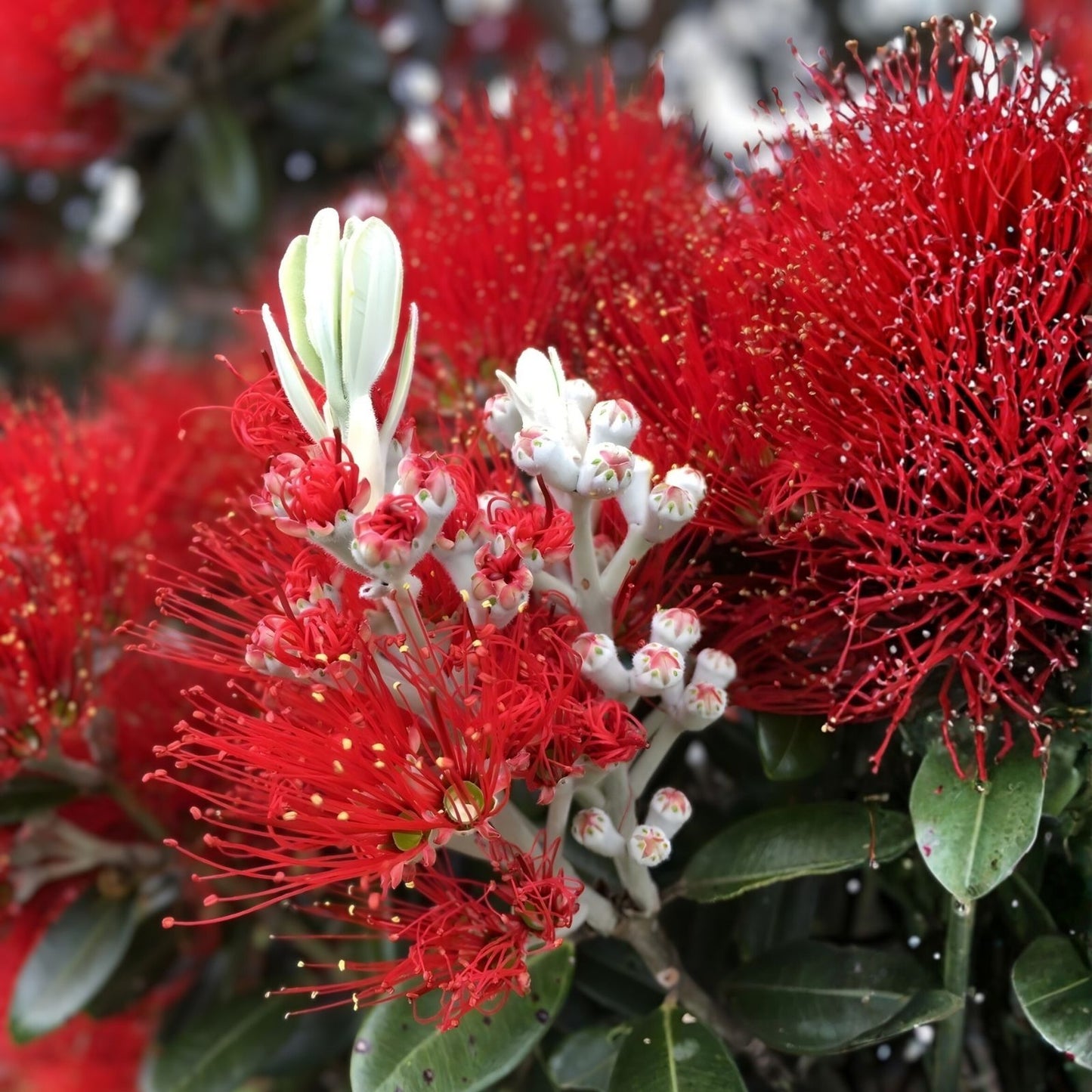 New Zealand Christmas Tree Seeds 40 Pack - Native Flowering Evergreen - Metrosideros excelsa - Ornamental Tree Seeds