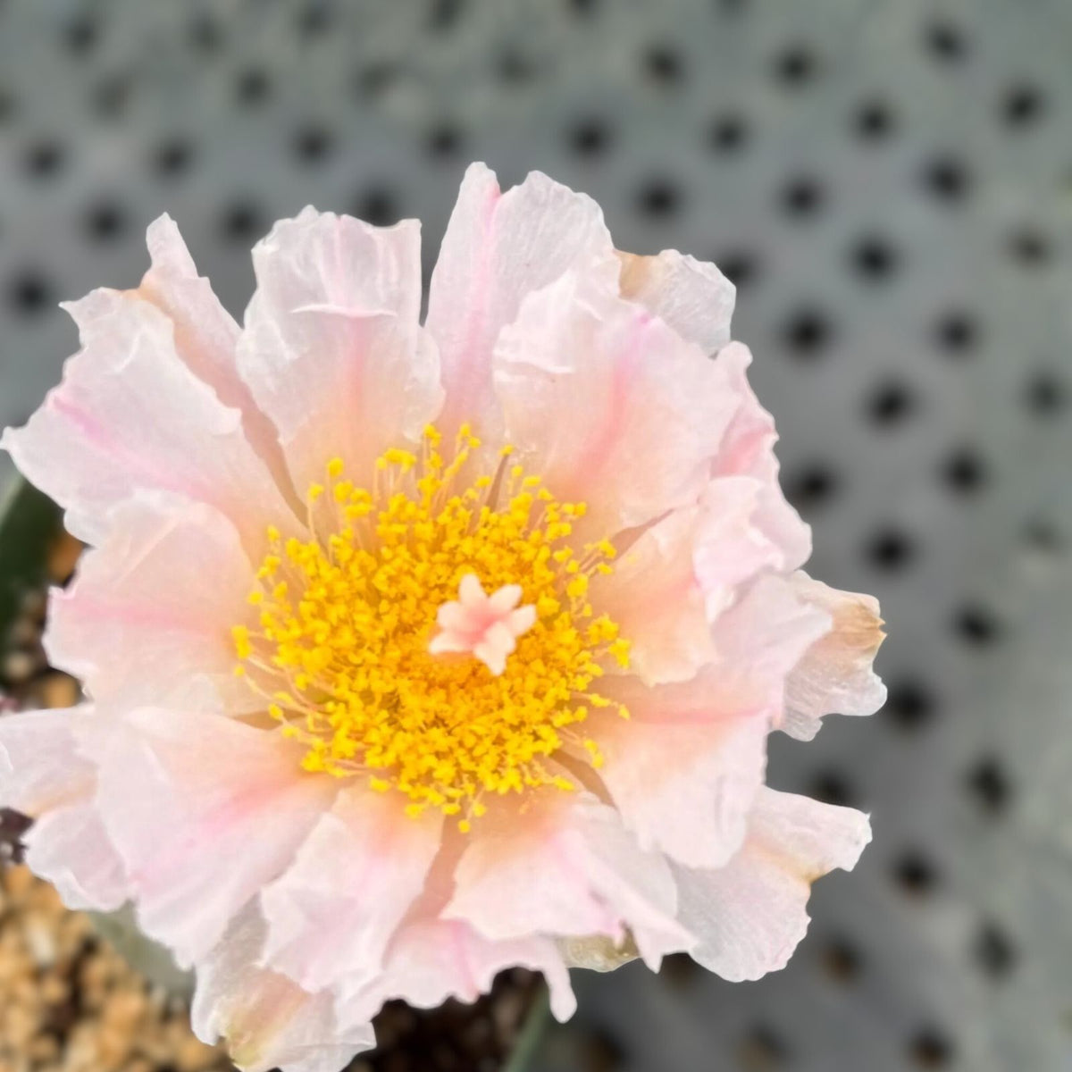 Tephrocactus Geometricus Cactus in 2.5" Pot | Rare Opuntioideae Species | Unique Geometric Segments | Argentina Native