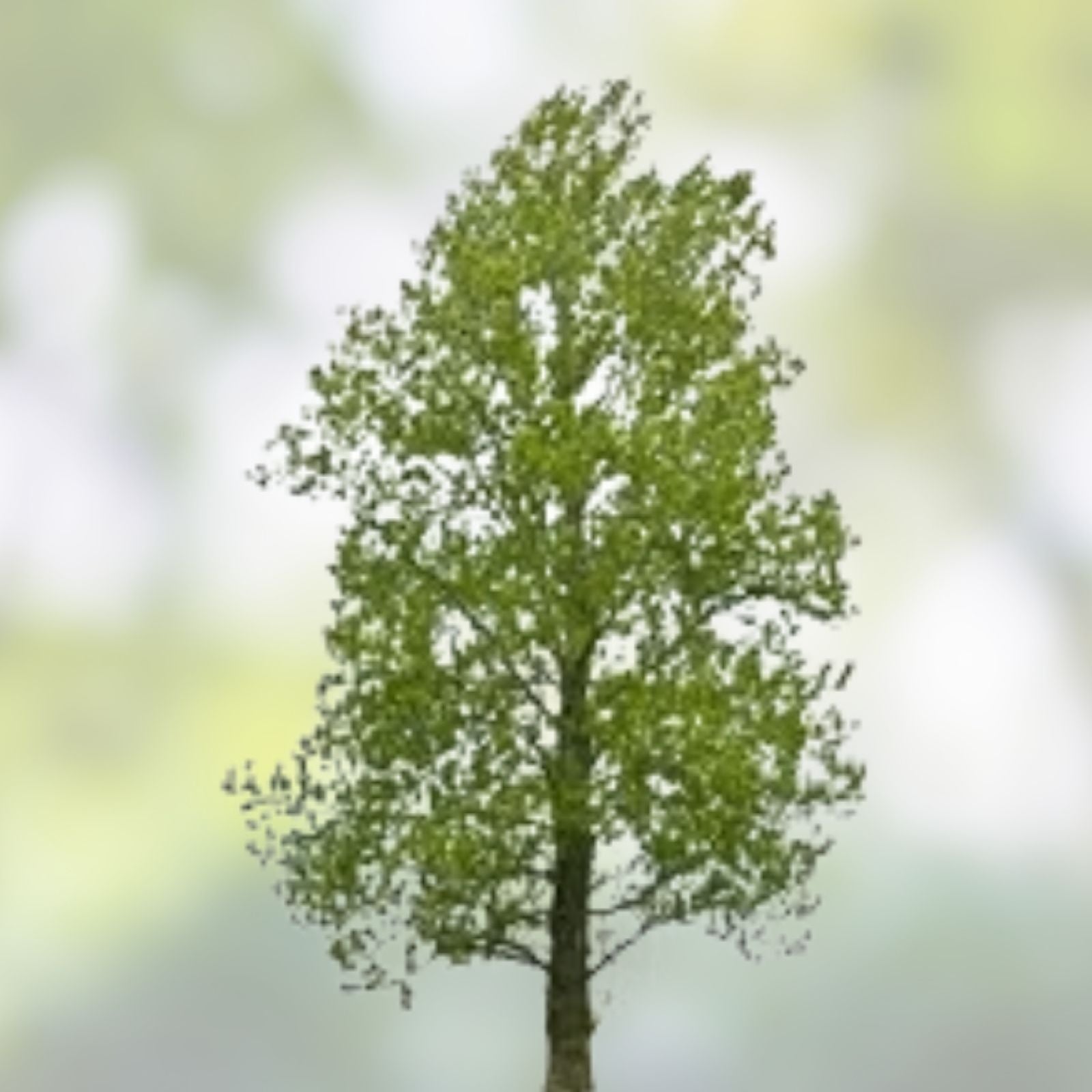 Austree Hybrid Willow Tree Cuttings – 33 Fast Growing Aussie Salix x matsudana for Direct Planting