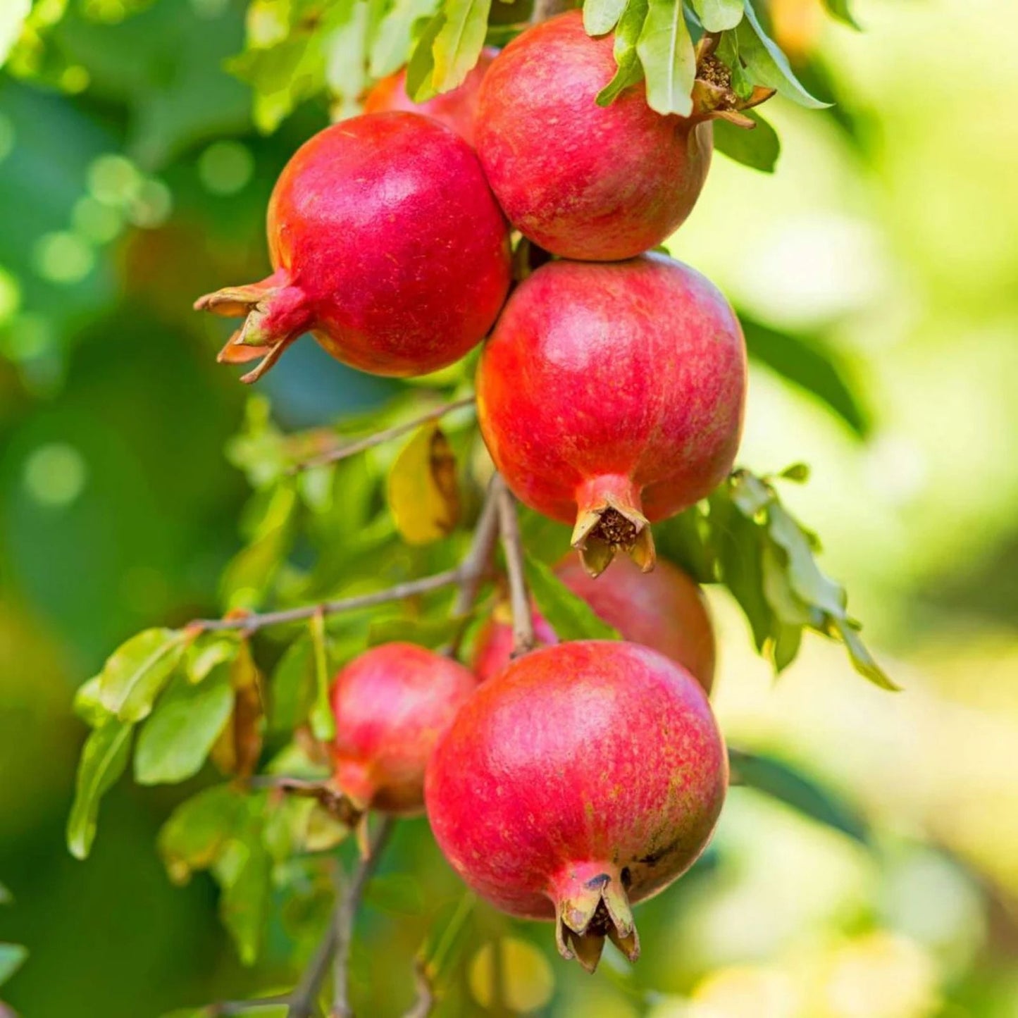 Pomegranate Tree Cuttings Lot of 100 | Large Red Sweet Fruit | Punica granatum Wholesale Bulk Planting Material