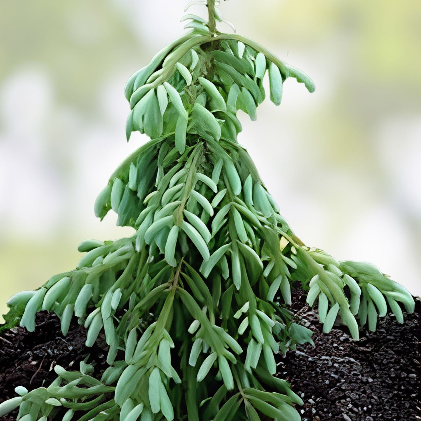 Weeping Cypress Pine Seeds Hesperocyparis funebris Drought-Tolerant Evergreen Tree Non-GMO 25 Pack