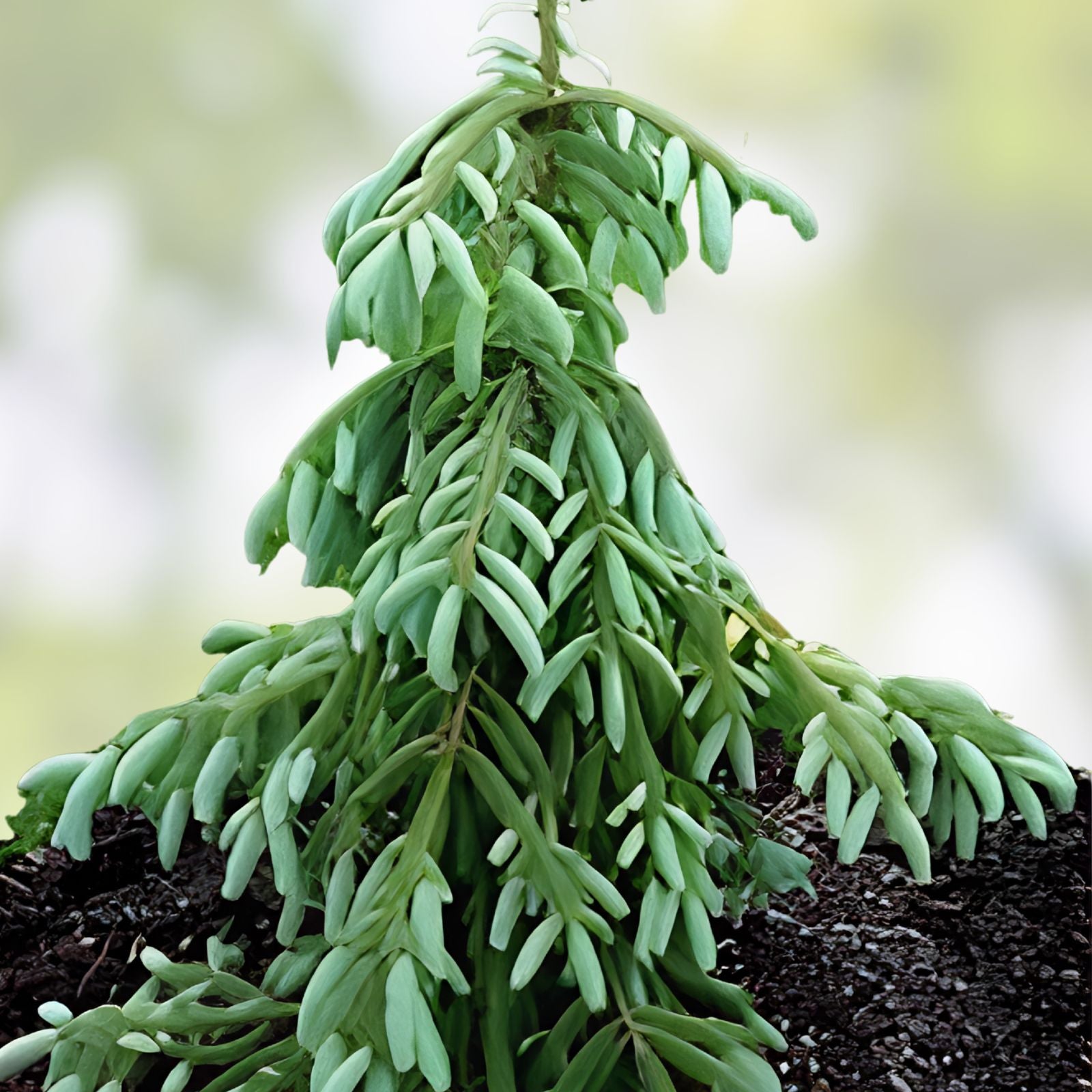 Weeping Cypress Pine Seeds Hesperocyparis funebris Drought-Tolerant Evergreen Tree Non-GMO 25 Pack