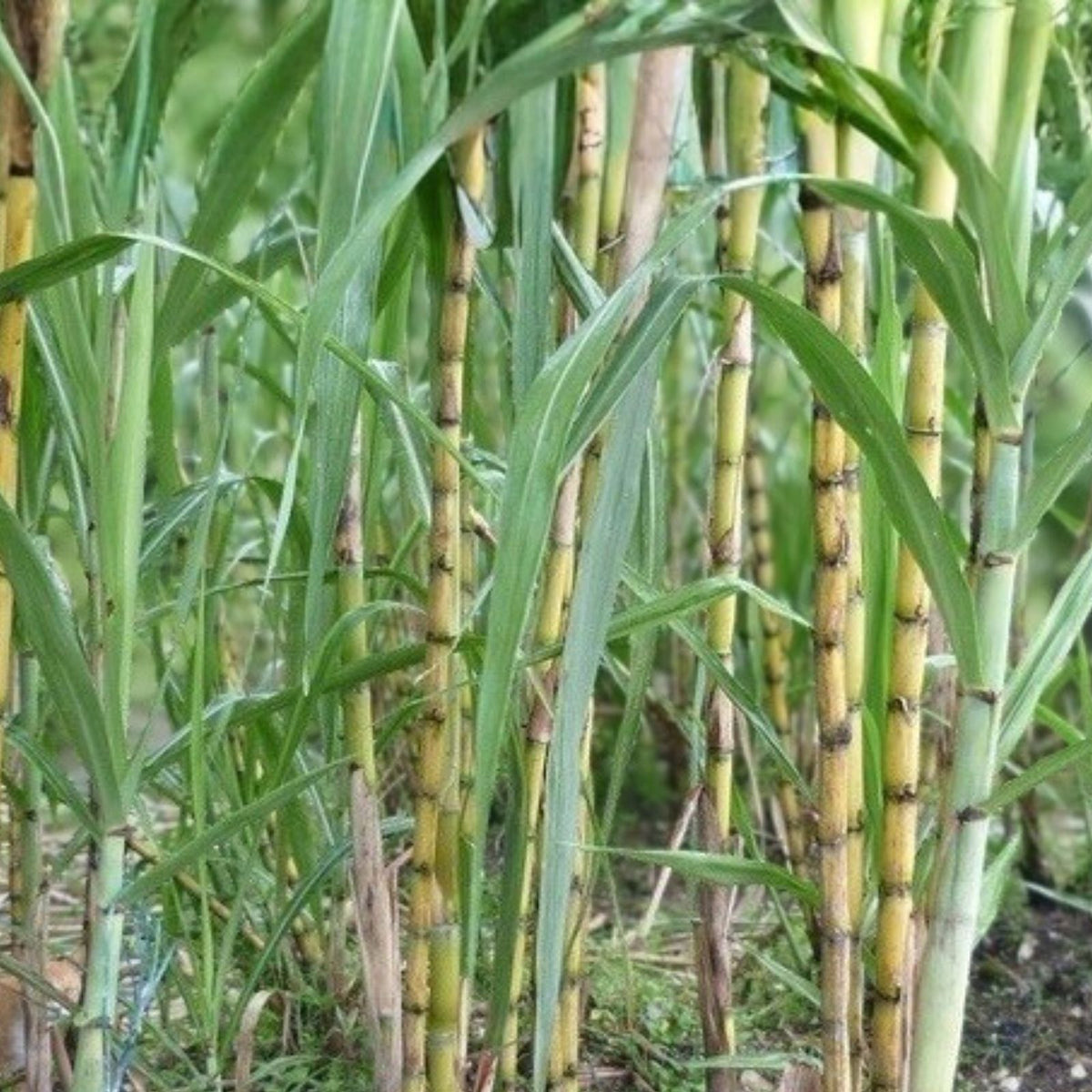 Rooted Sugarcane Cuttings 3 PCs Sweet Juicy Tropical Plant Saccharum officinarum for Planting