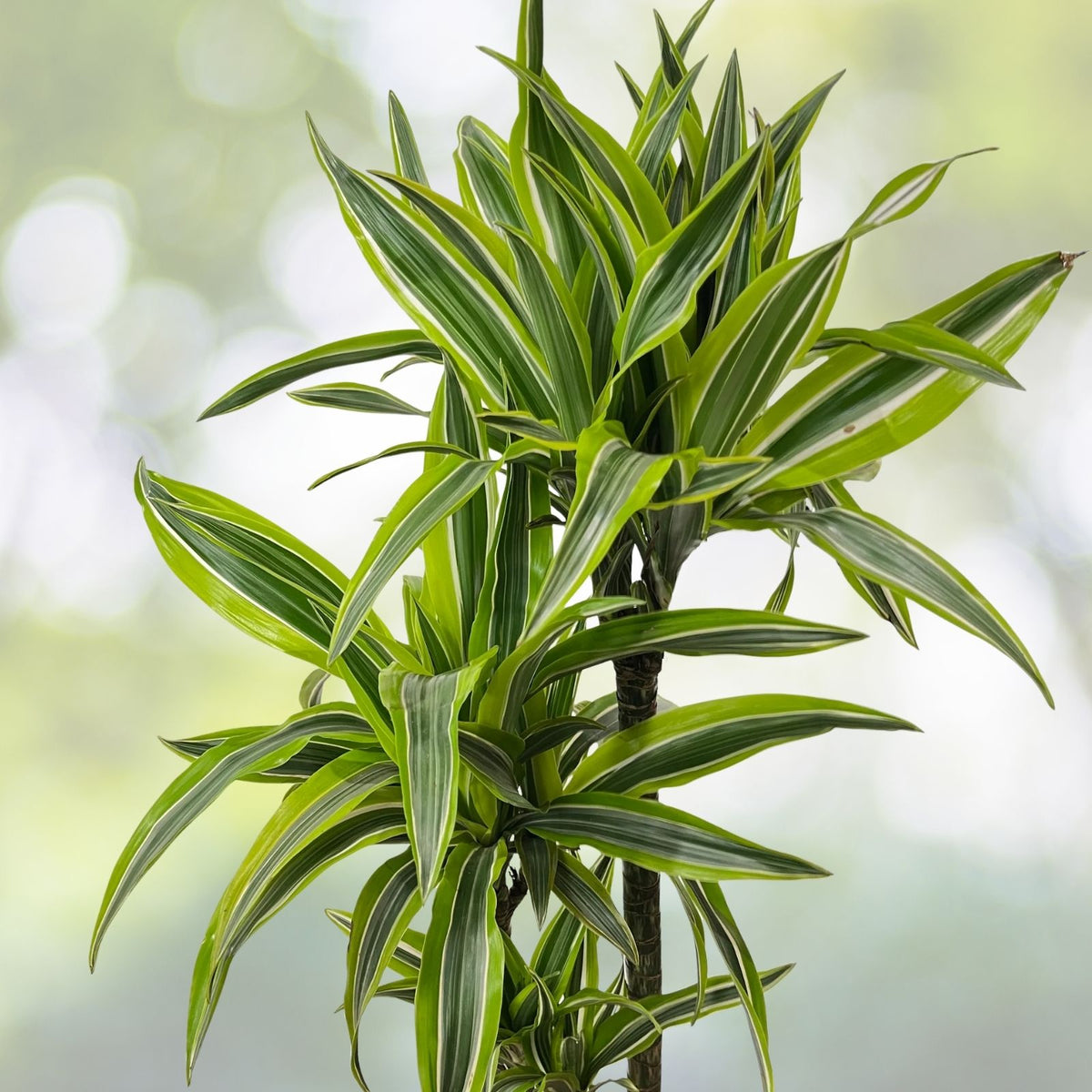 Dracaena Lemon Lime 3 Gallon Pot - Vibrant Tropical Houseplant, Dracaena Fragrans for Bright Indoor Spaces