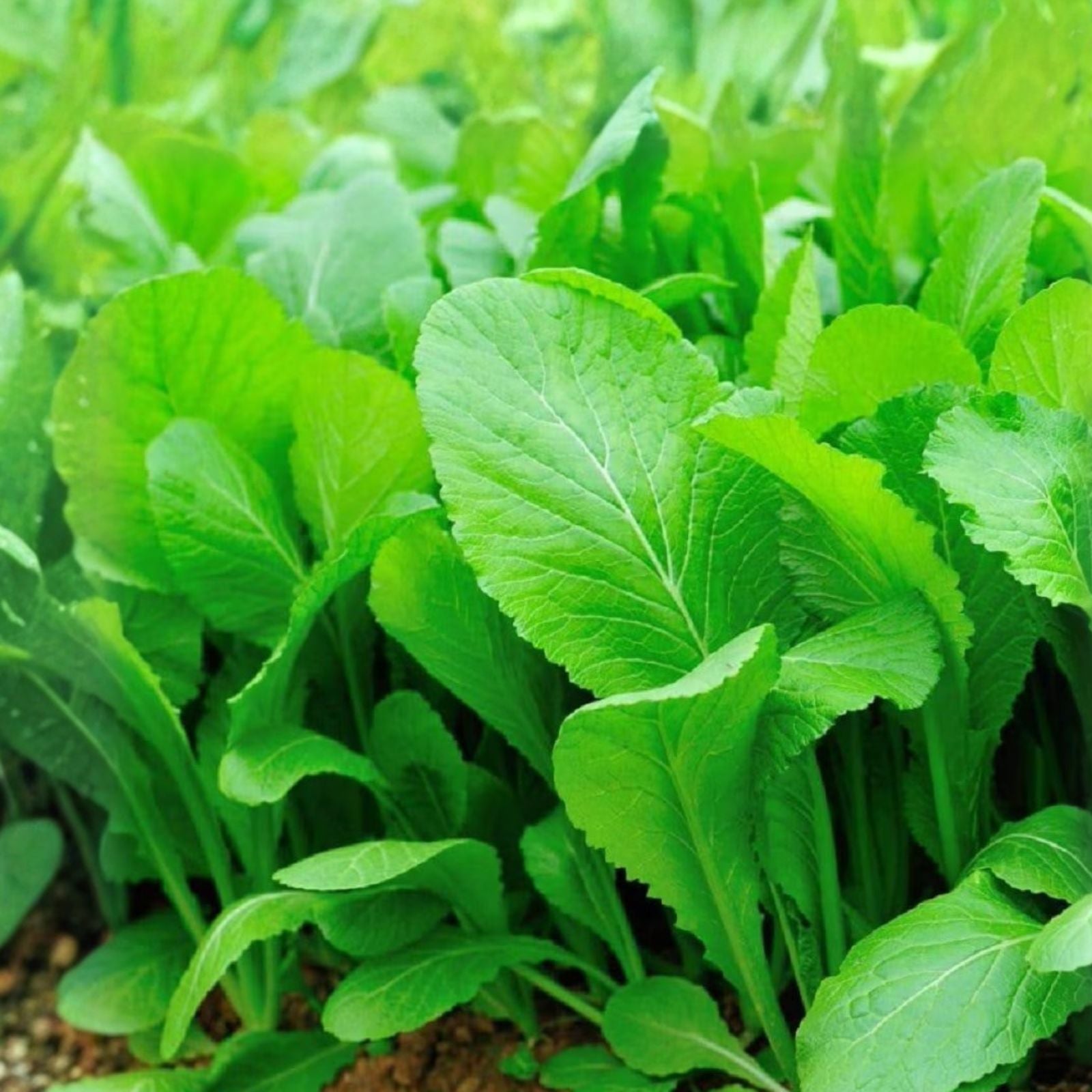 Mustard Green Seeds 500 Count – Old-Fashioned Green Heirloom Non-GMO Brassica juncea Vegetable Seeds