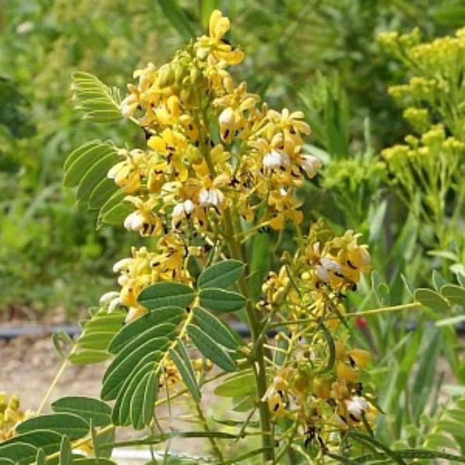American Senna Seeds 30 Pack  Senna hebecarpa Native Wildflower Seeds for Gardening Landscaping, Live Plant, Cutting, Bare Root